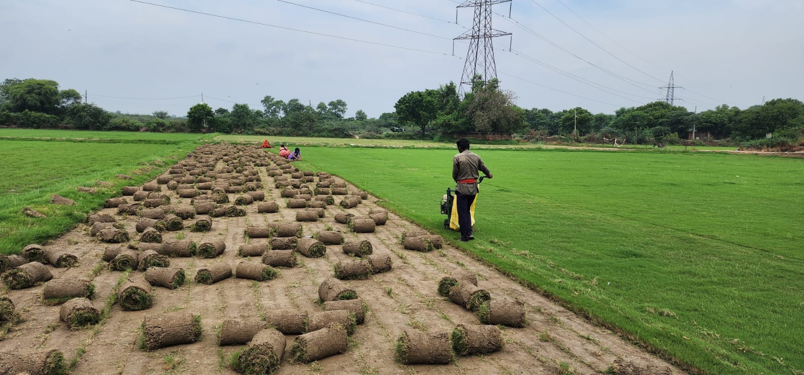 Carpet Grass Delhi - Lawn Grass