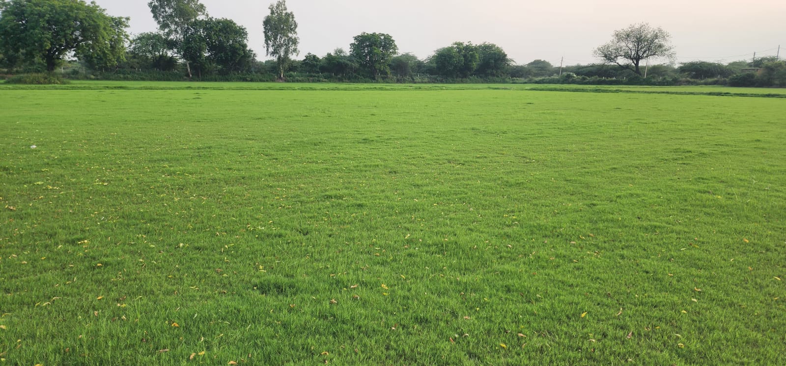 Natural Selection No 1 Grass