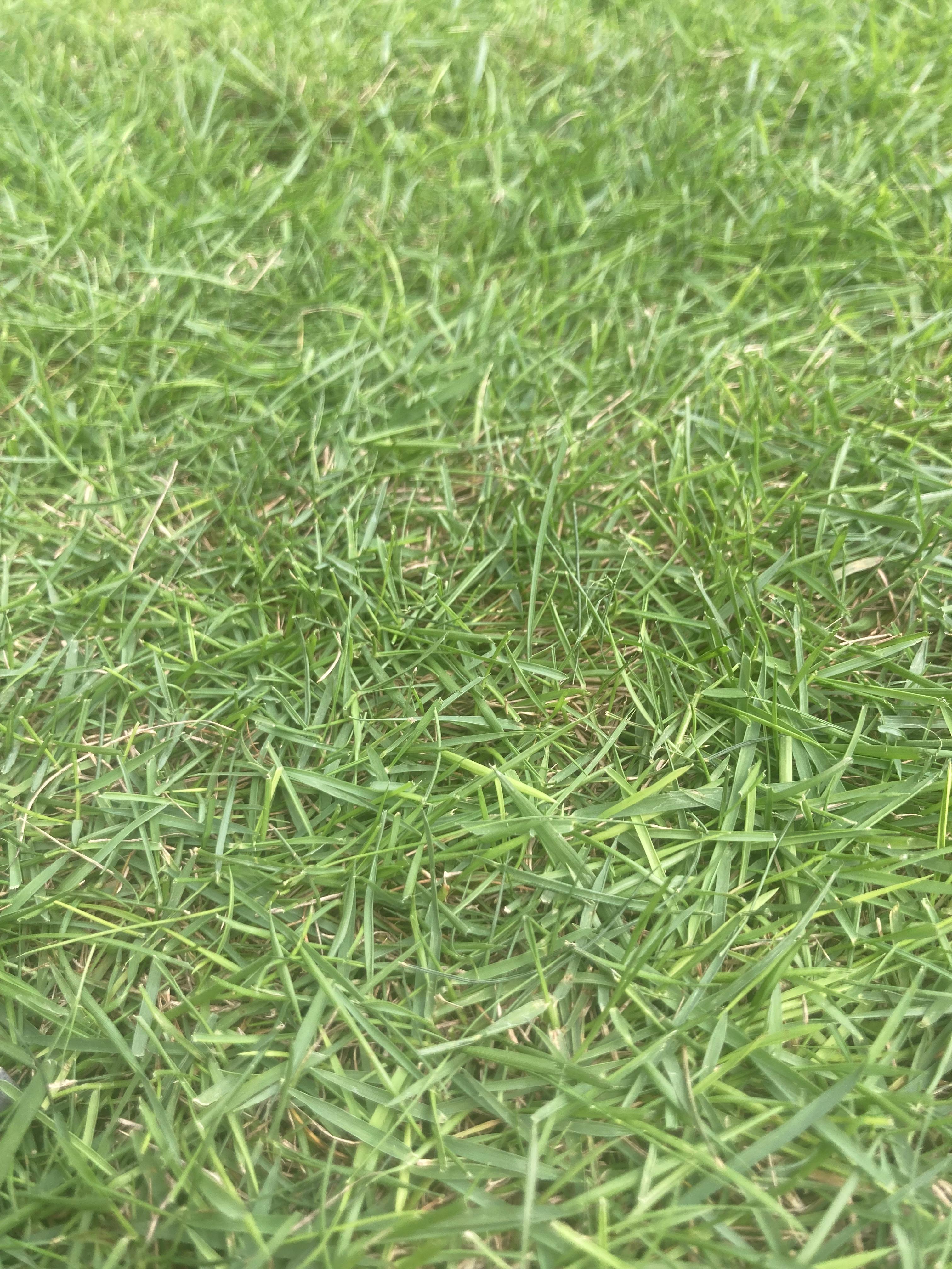 Natural Lawn Grass in Mandawali, Delhi | Wholesale Natural Lawn Grass | Lawn Grass Carpet | Natural Lawn Grass | Natural Lawn Grass Supplier | Natural Grass in Bulk | Natural Lawn Grass Wholesale Price