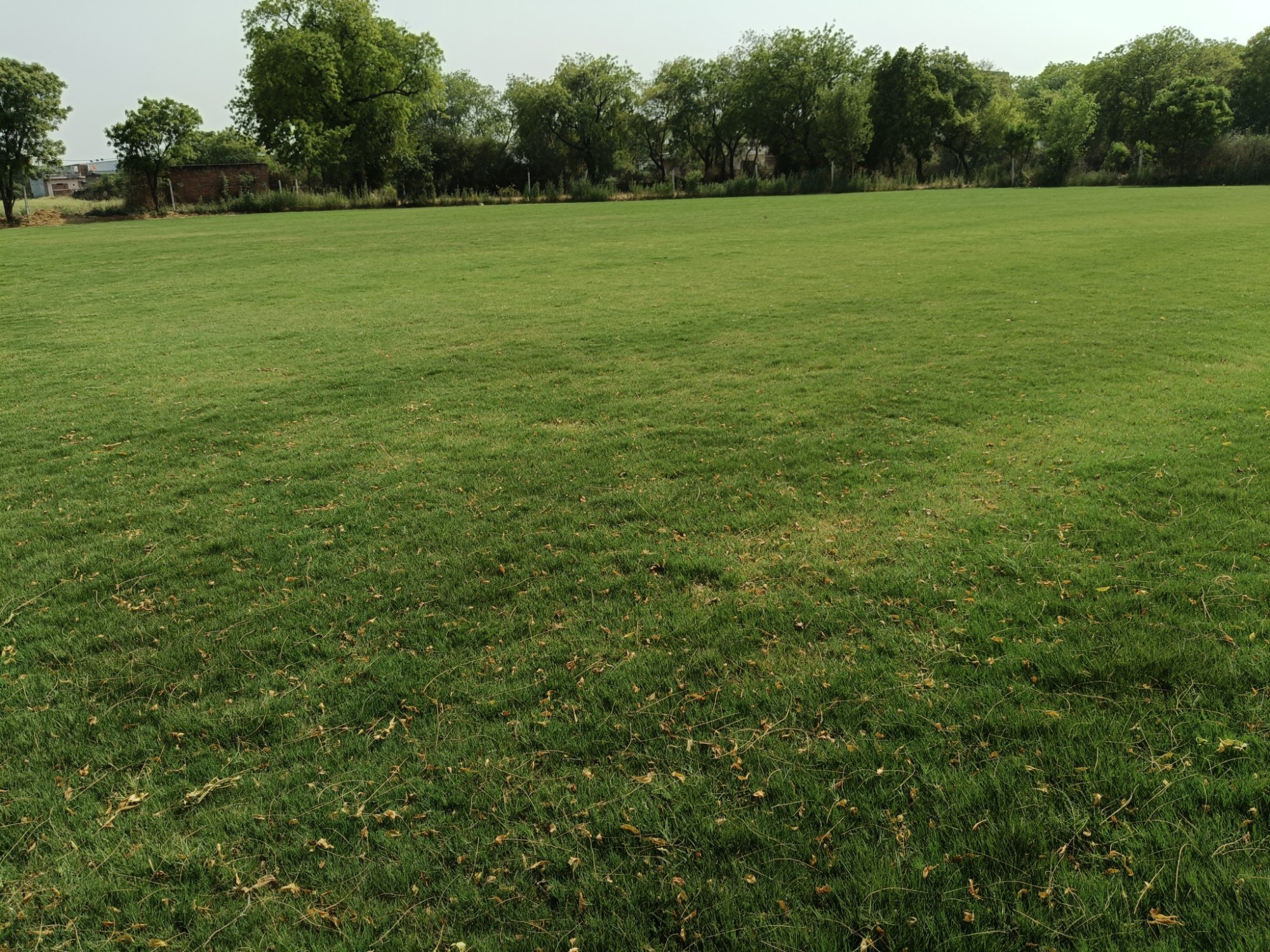 natural lawn grass Alwar 