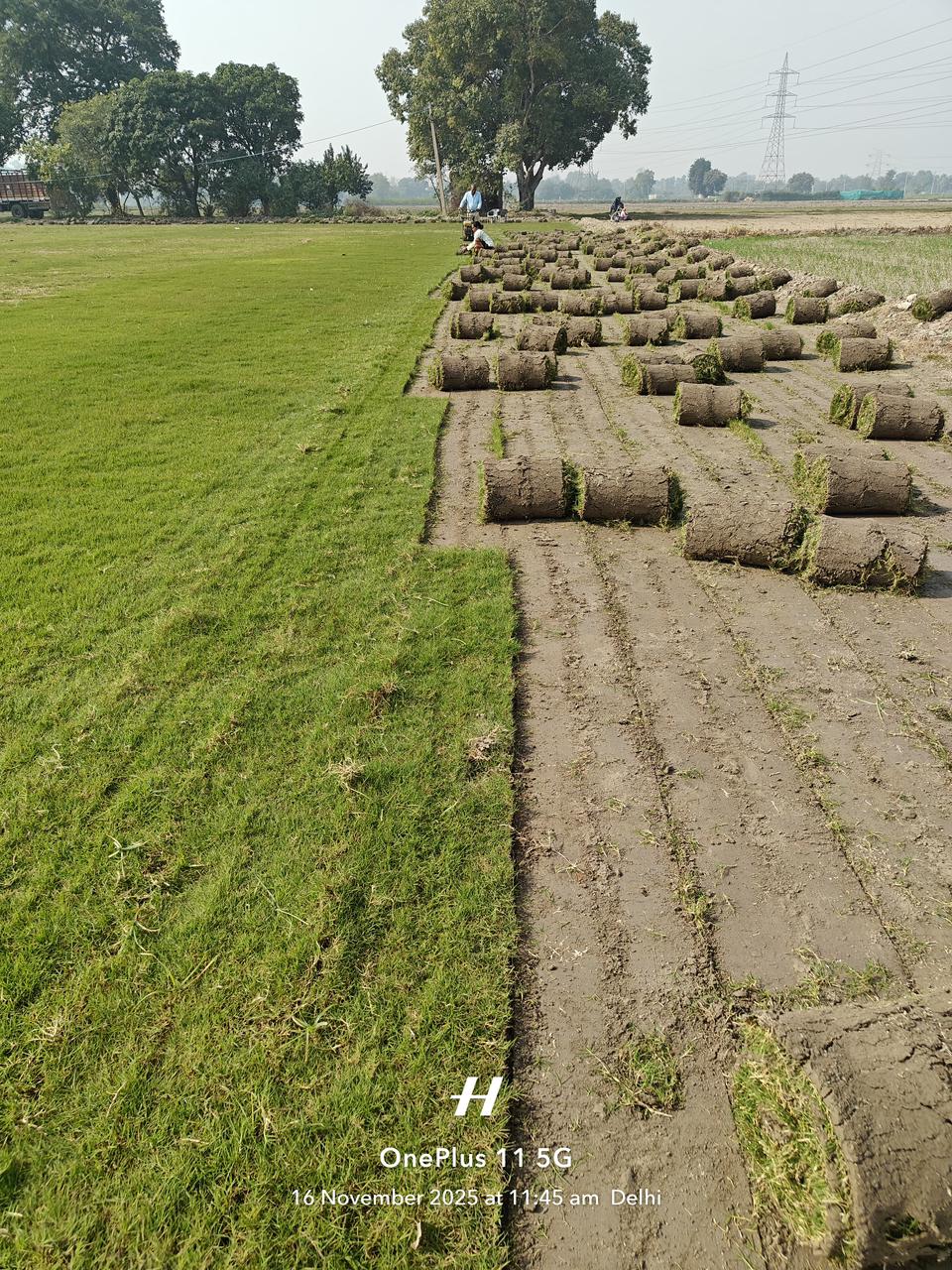Natural Lawn Grass in Gautampuri ,Delhi