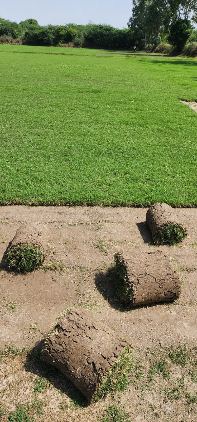 Natural Lawn Grass in Mandawali, Delhi | Wholesale Natural Lawn Grass | Lawn Grass Carpet | Natural Lawn Grass | Natural Lawn Grass Supplier | Natural Grass in Bulk | Natural Lawn Grass Wholesale Price