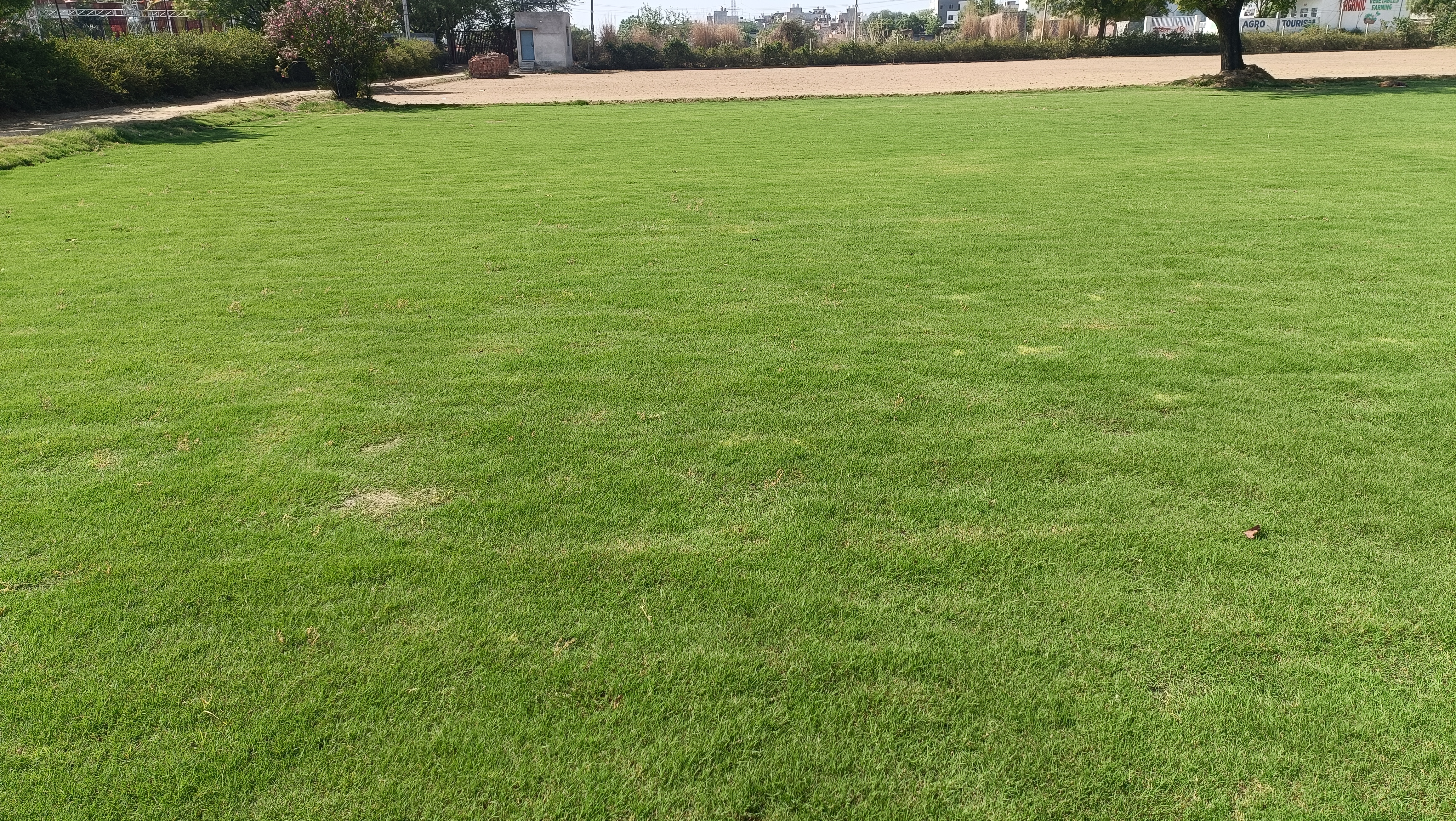 Natural Lawn Grass in Clement Town Cantonment