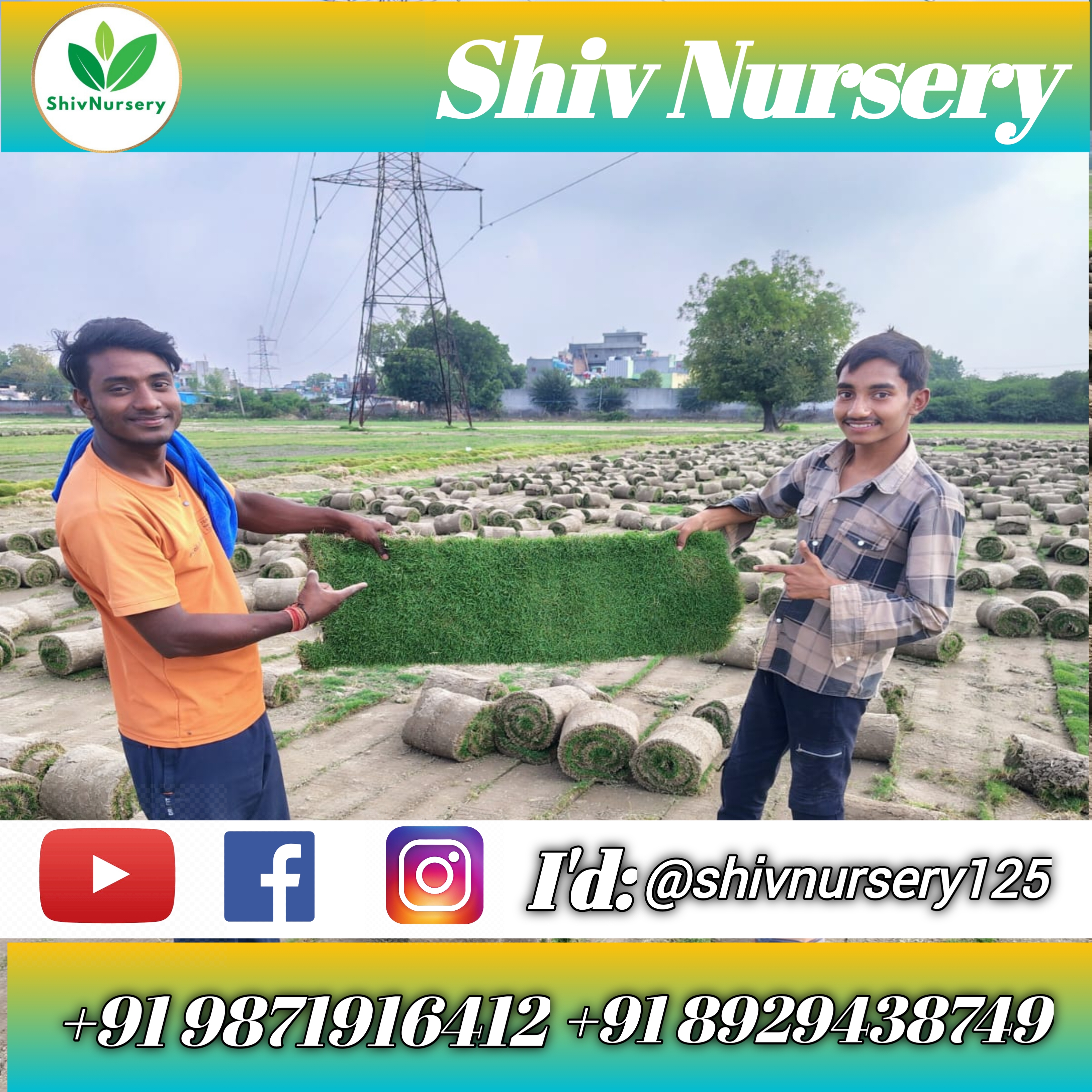Bulk Supply Lawn Grass Natural Lawn Grass for Home & Garden