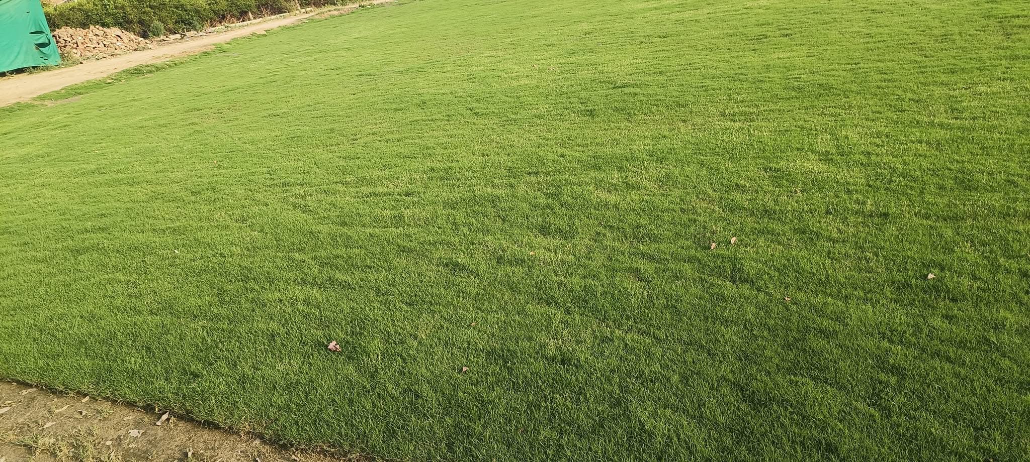 natural lawn grass Udaipur