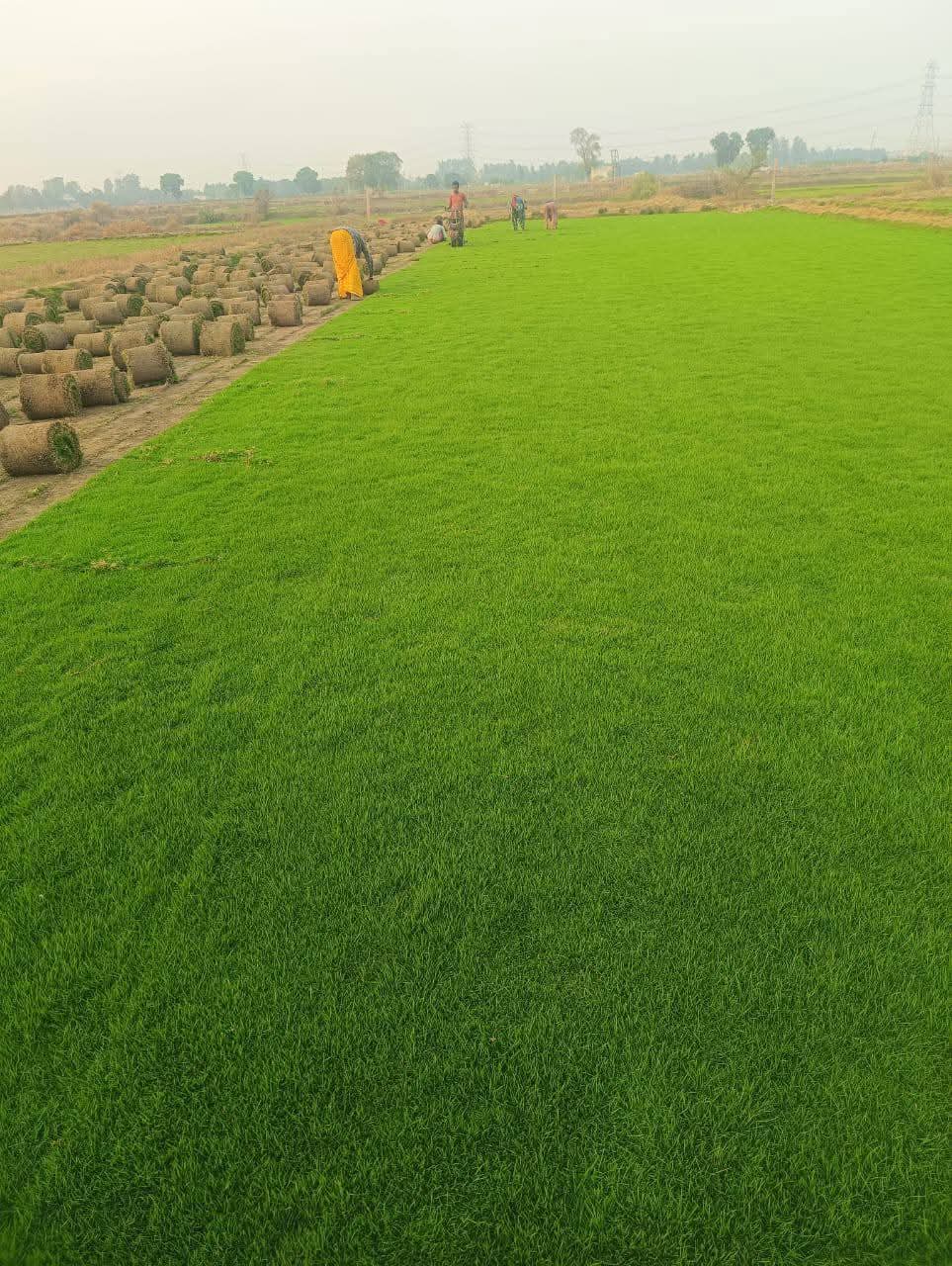 Natural Lawn Grass in Ghaziabad