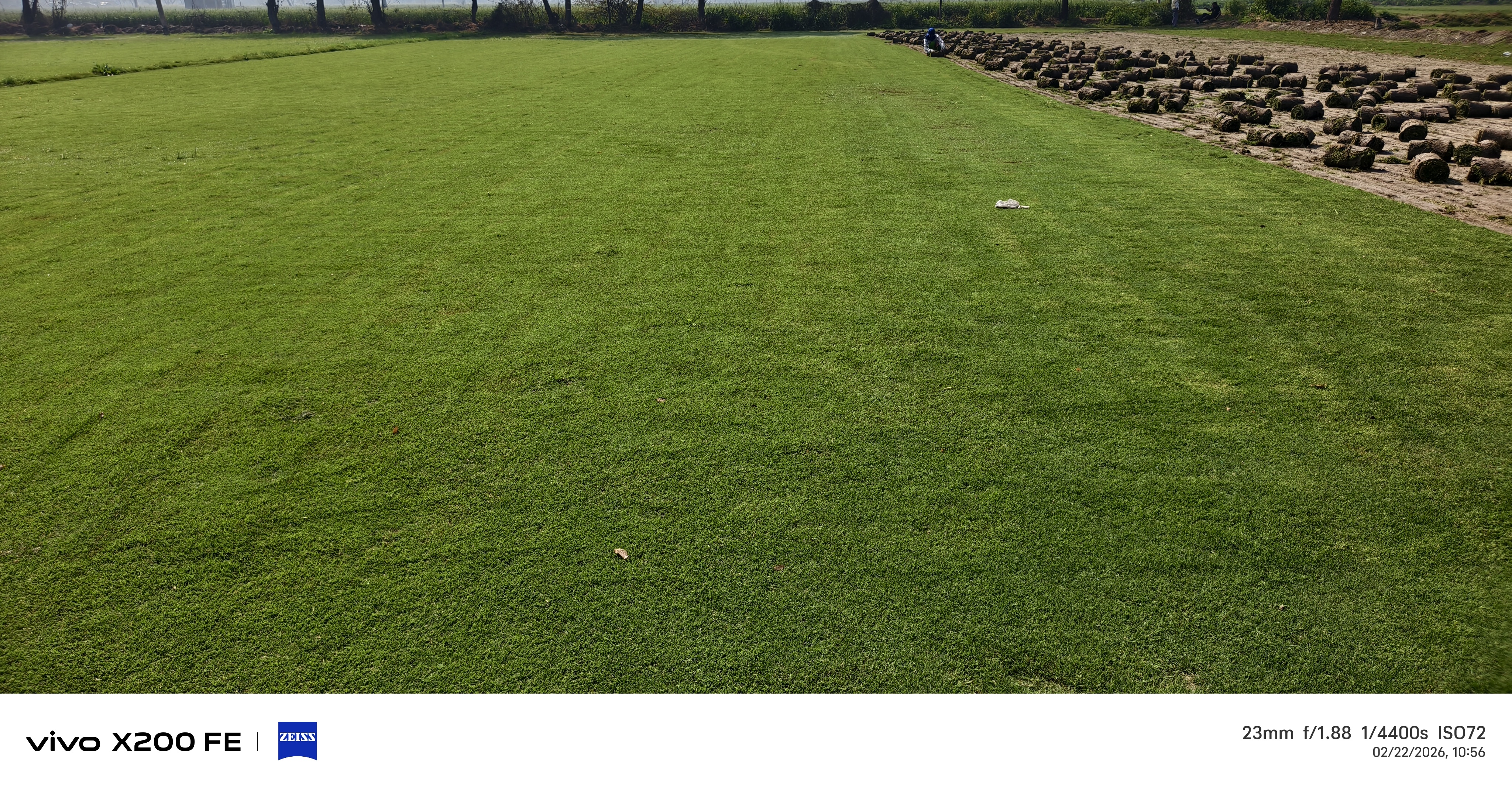 Natural Lawn Grass in Sri Ganganagar, Rajasthan