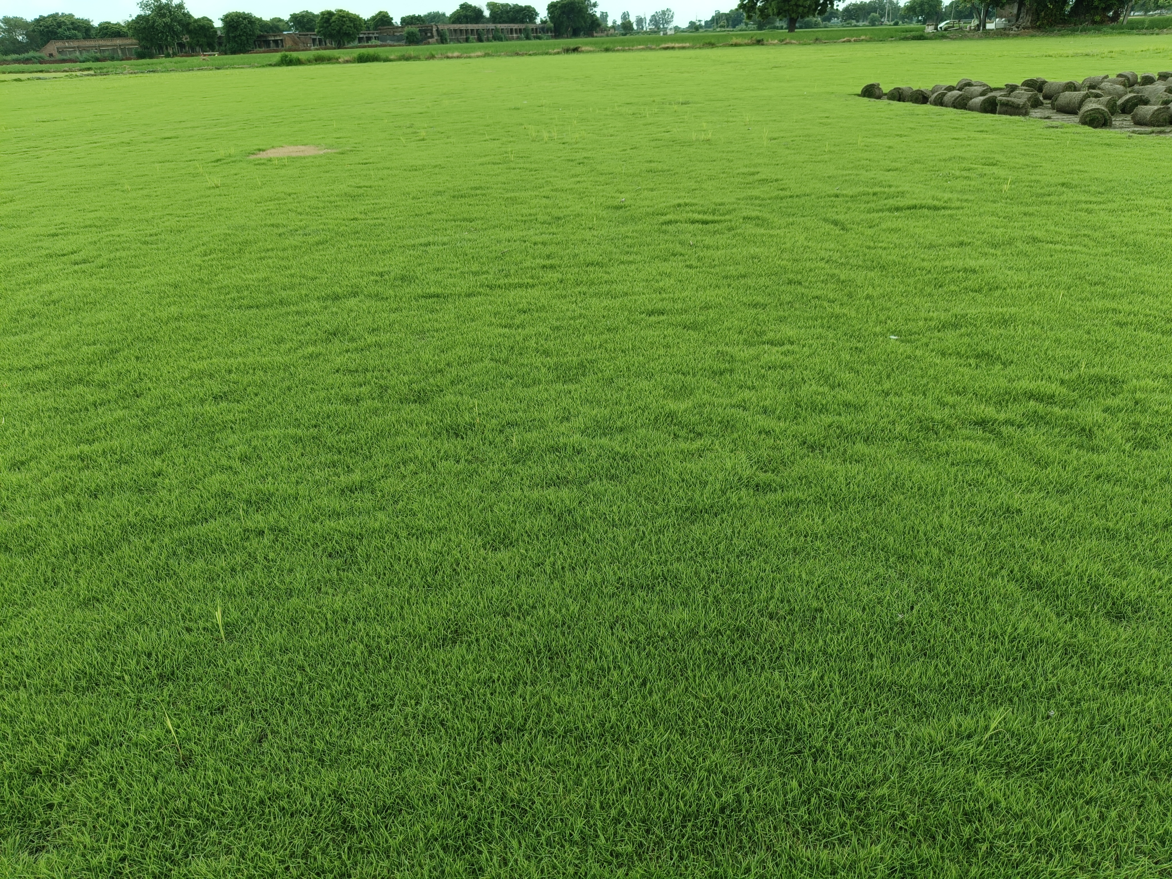 Natural Lawn Grass in Nagaur, Rajasthan
