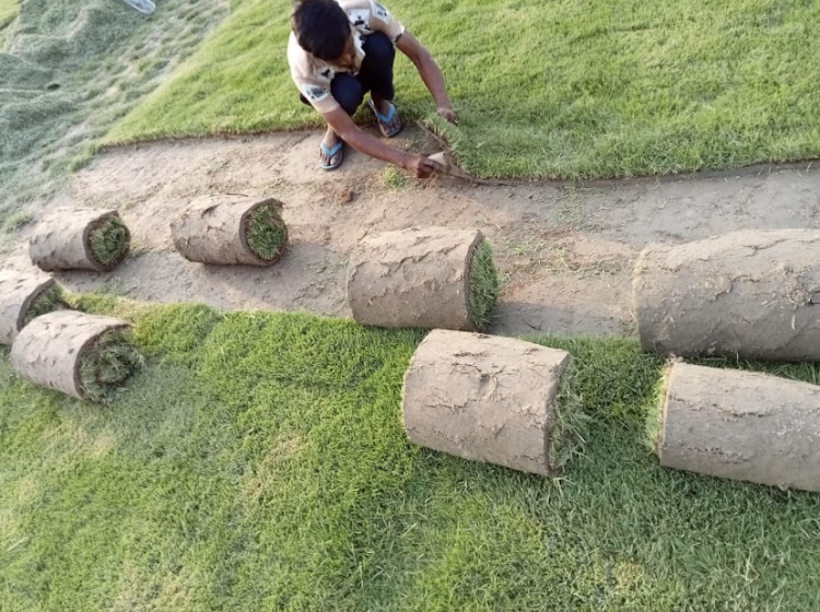 Natural Lawn Grass in Dholpur, Rajasthan