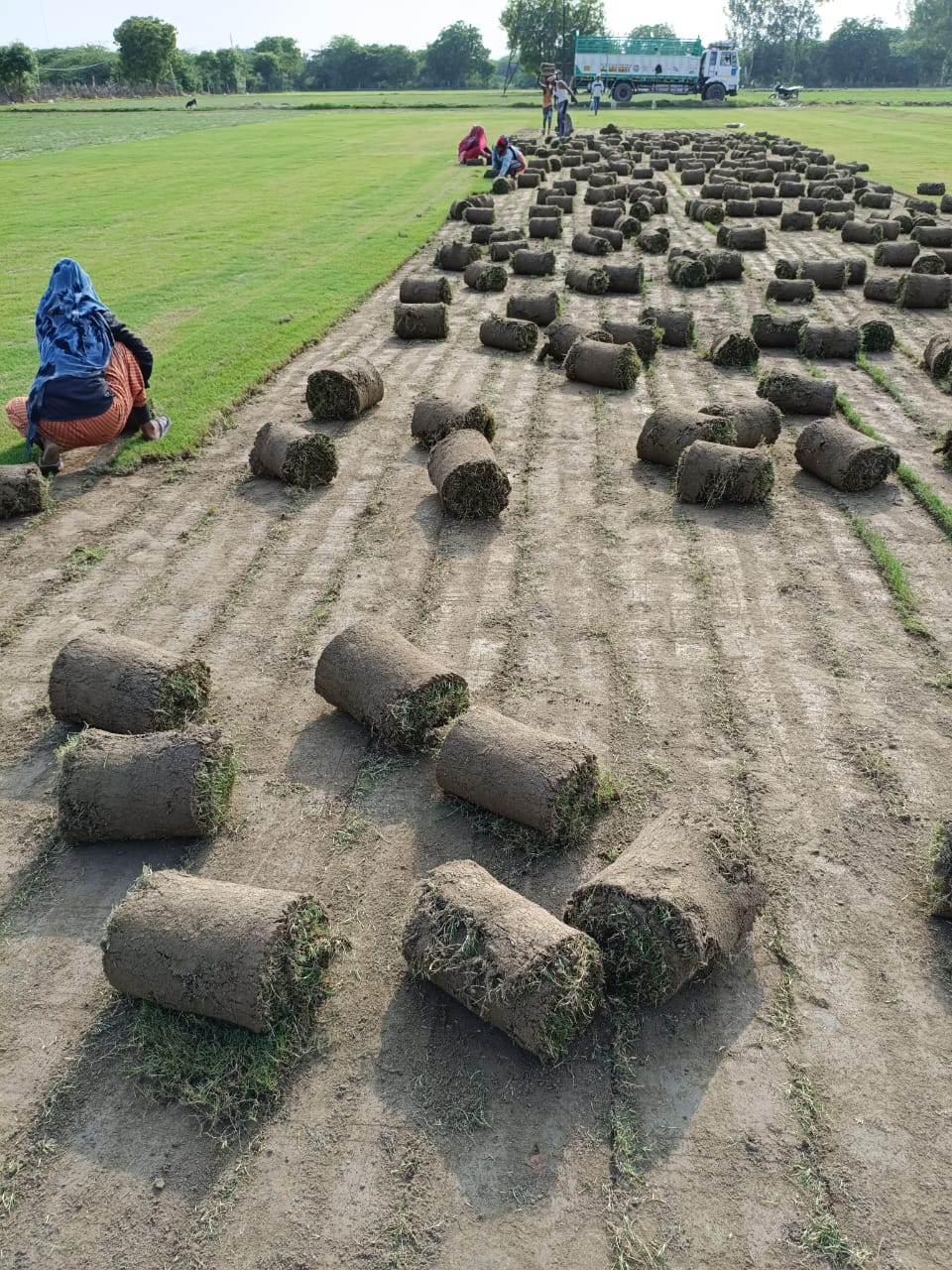 Natural Bermuda Lawn  grass