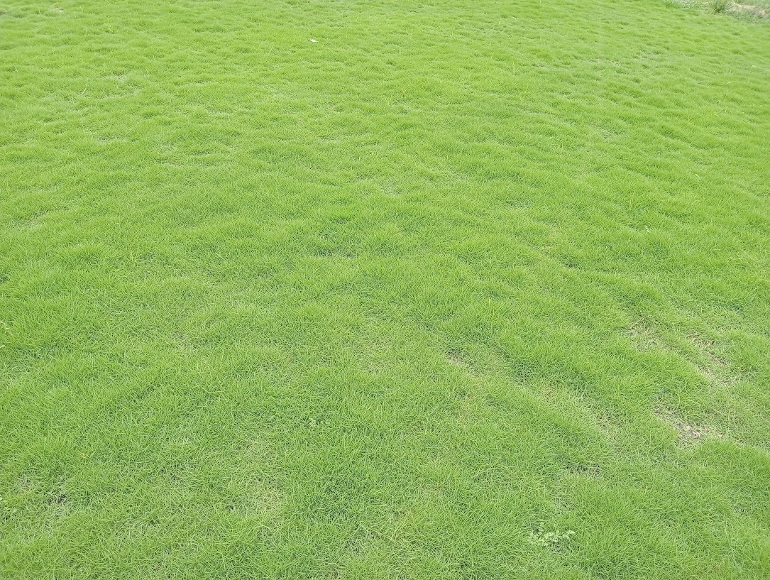 Natural Lawn Grass in Burari, Delhi | Wholesale Natural Lawn Grass | Lawn Grass Carpet | Natural Lawn Grass | Natural Lawn Grass Supplier | Natural Grass in Bulk | Natural Lawn Grass Wholesale Price