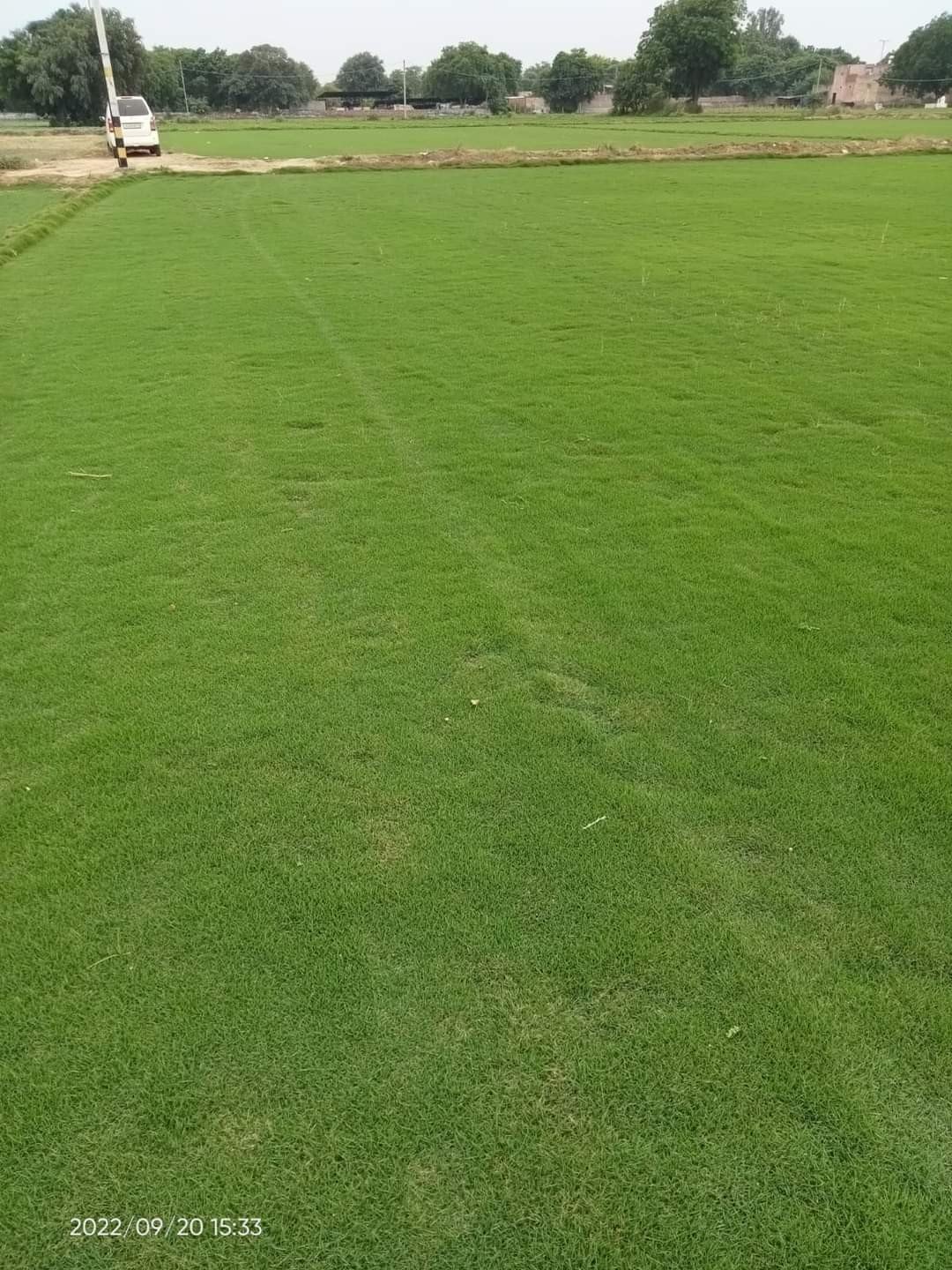 Natural Lawn Grass in Alwar Rajasthan
