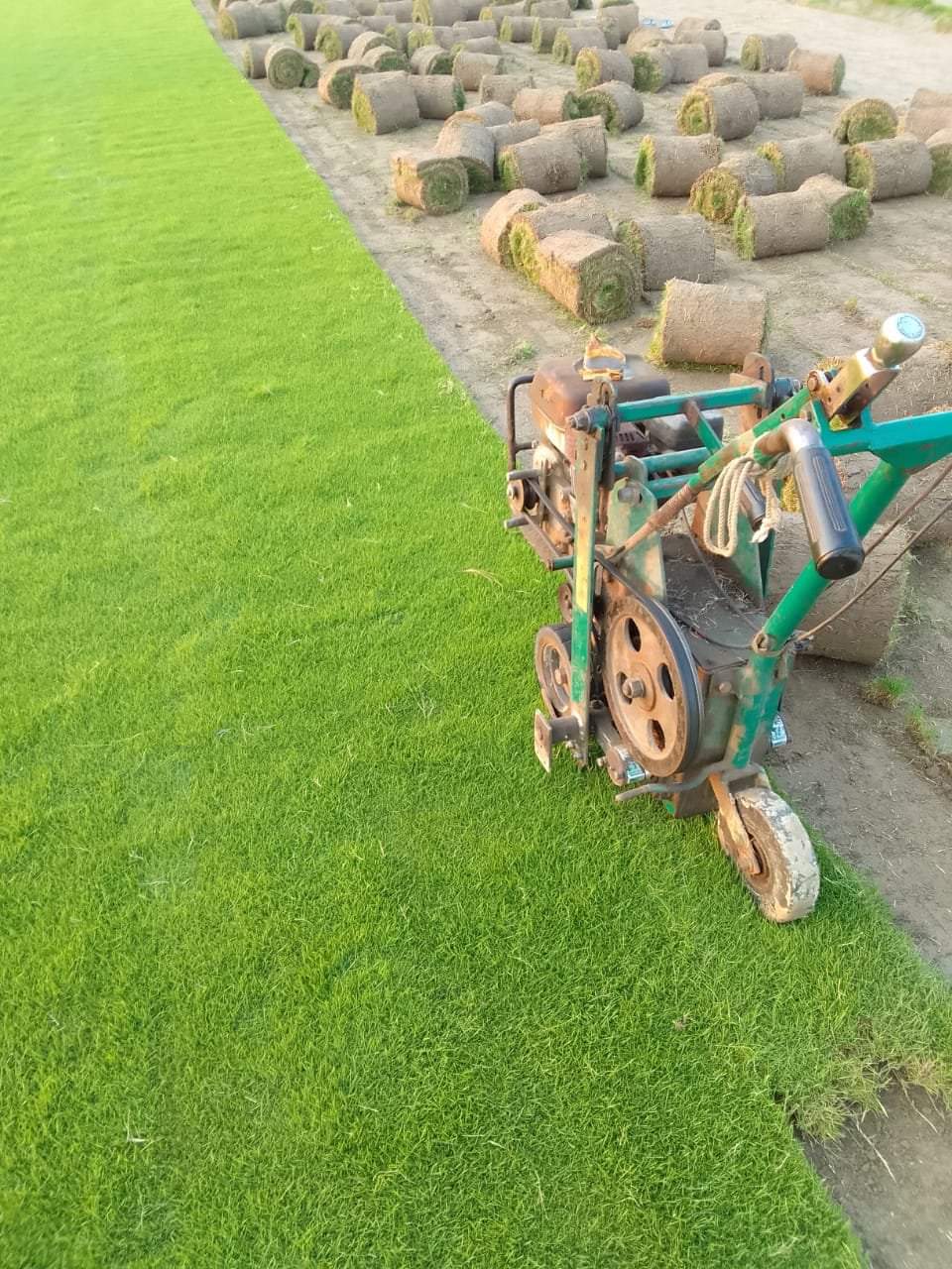 Natural Lawn Grass in Ujjain Madhya Pradesh