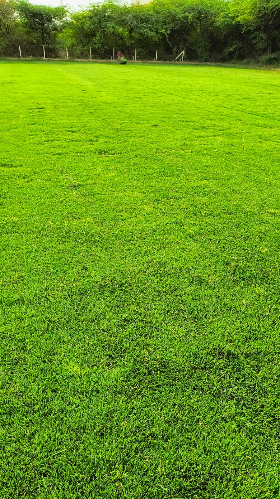 Natural Lawn Grass in Paschim Vihar Delhi