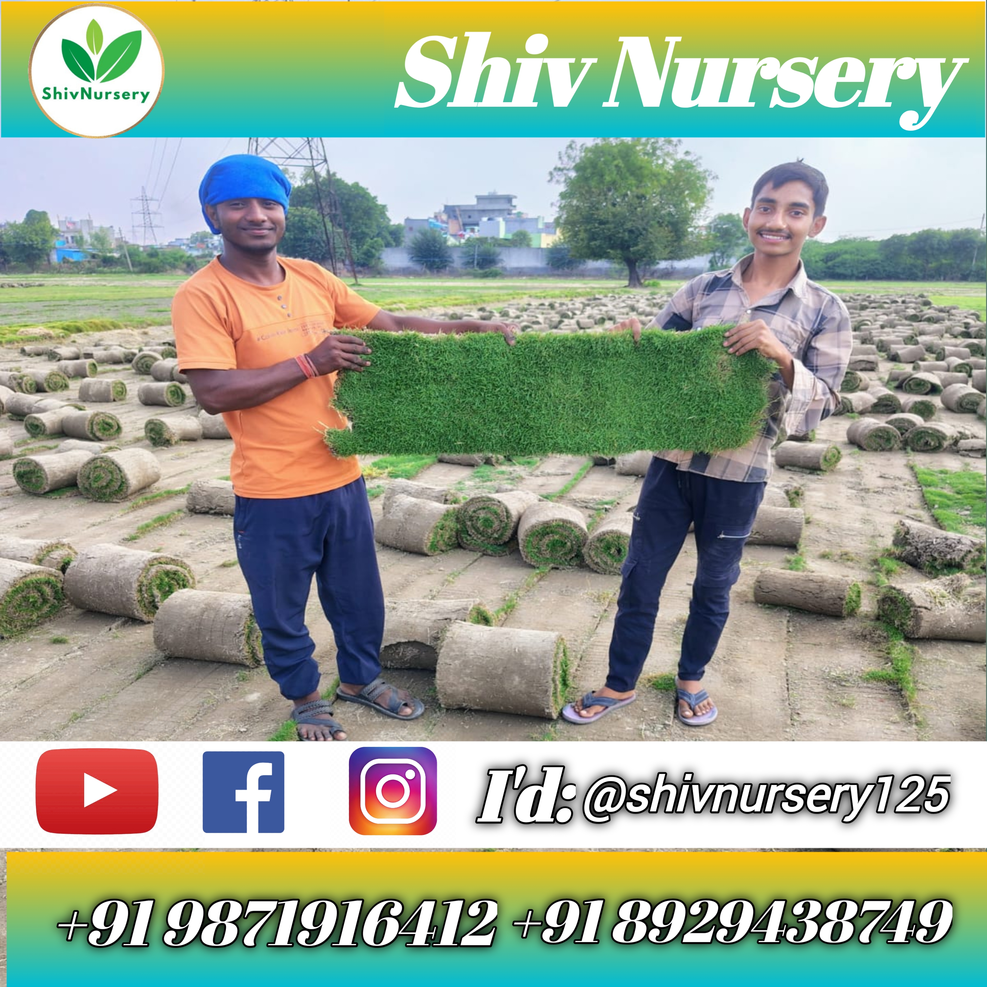 Bulk Supply Lawn Grass Natural Lawn Grass for Home & Garden
