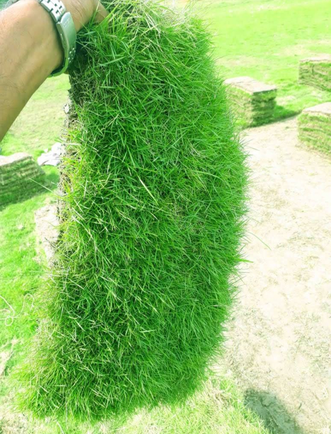 Korean Lawn Grass Low Maintenance India Korean Grass Carpet Soft Korean Grass Supplier Korean Turf Grass Wholesale  Buy Korean Lawn Grass  Shade-Friendly Korean Grass  Korean Grass for Garden