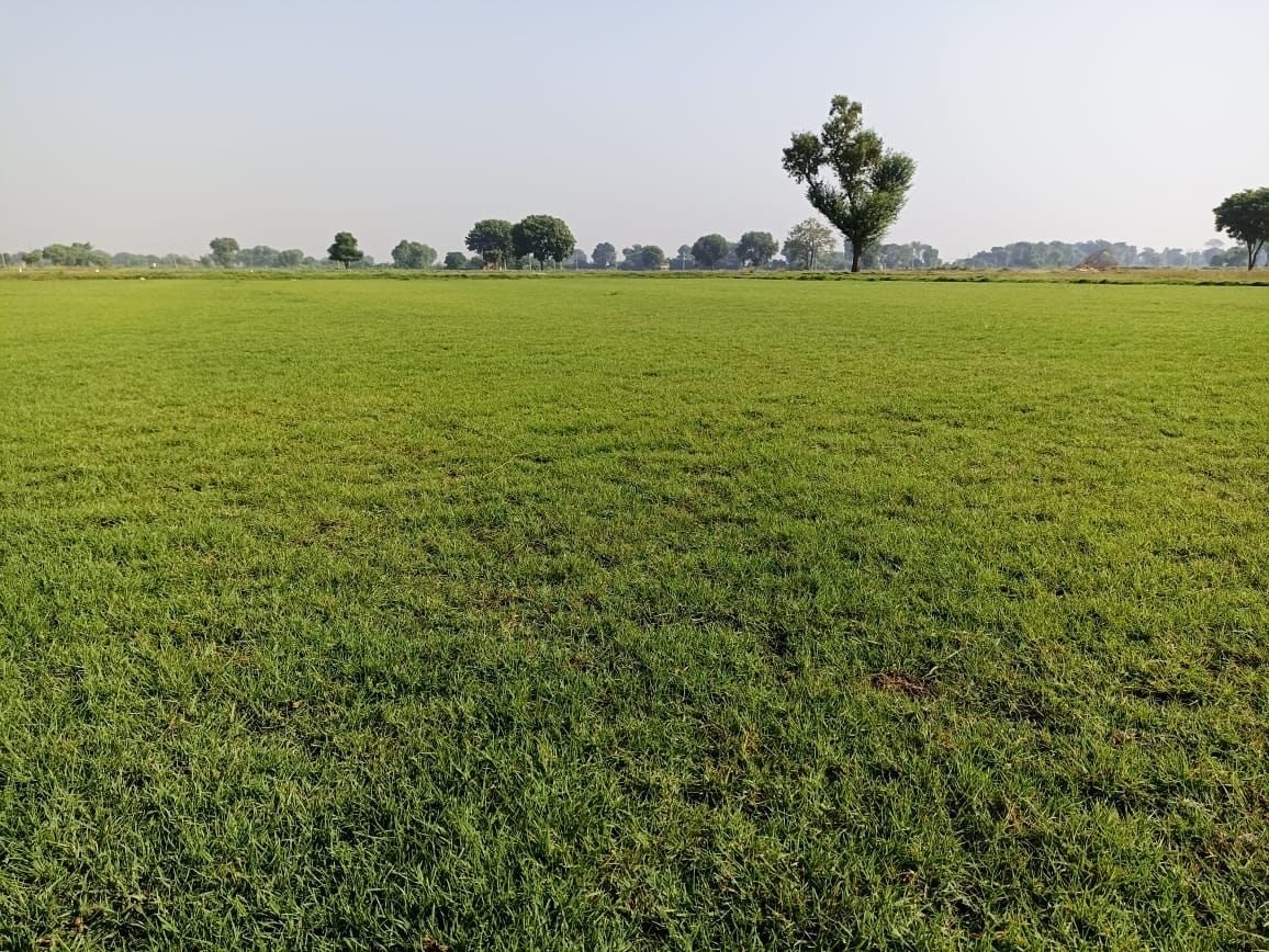 Lawn Grass Rolls Noida