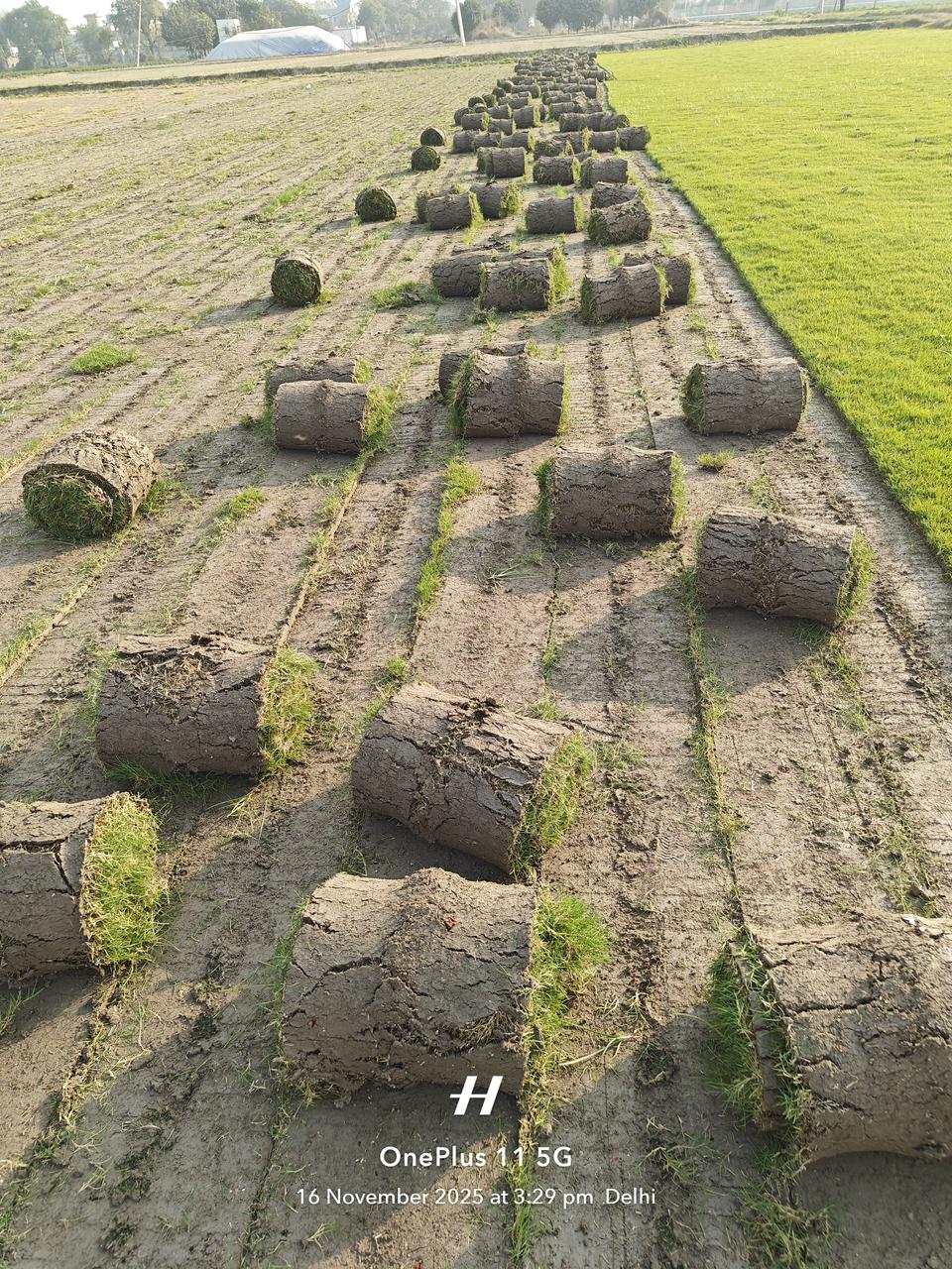 natural lawn grass Bhiwani