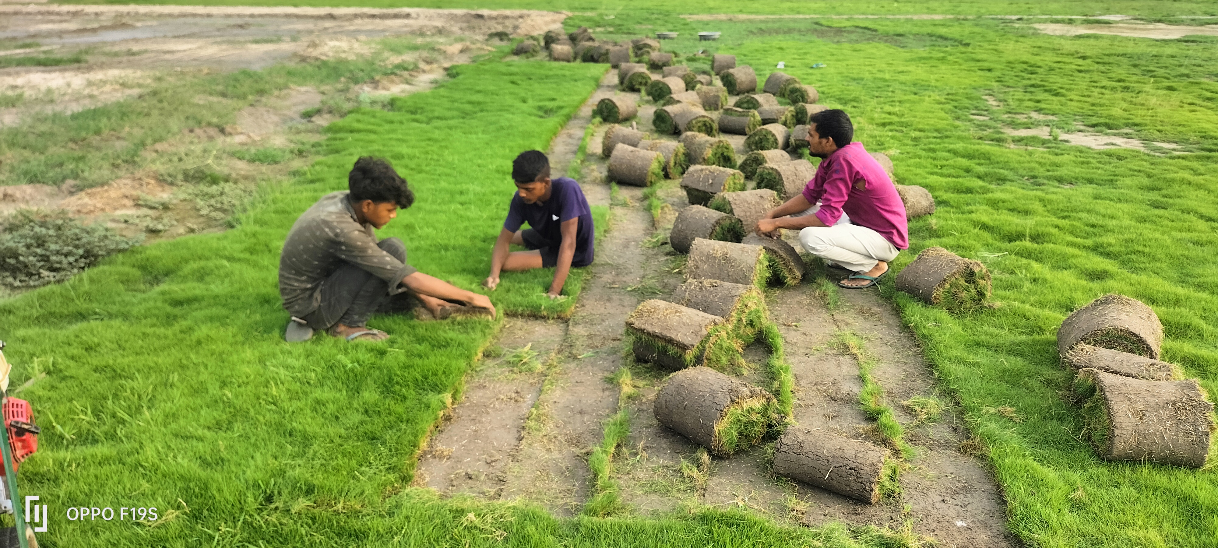 Natural Lawn Grass in Indore Wholesale Natural Lawn Grass Lawn Grass Carpet Natural Lawn Grass Natural Lawn Grass Supplier Natural Grass in Bulk Natural Lawn Grass Wholesale Price