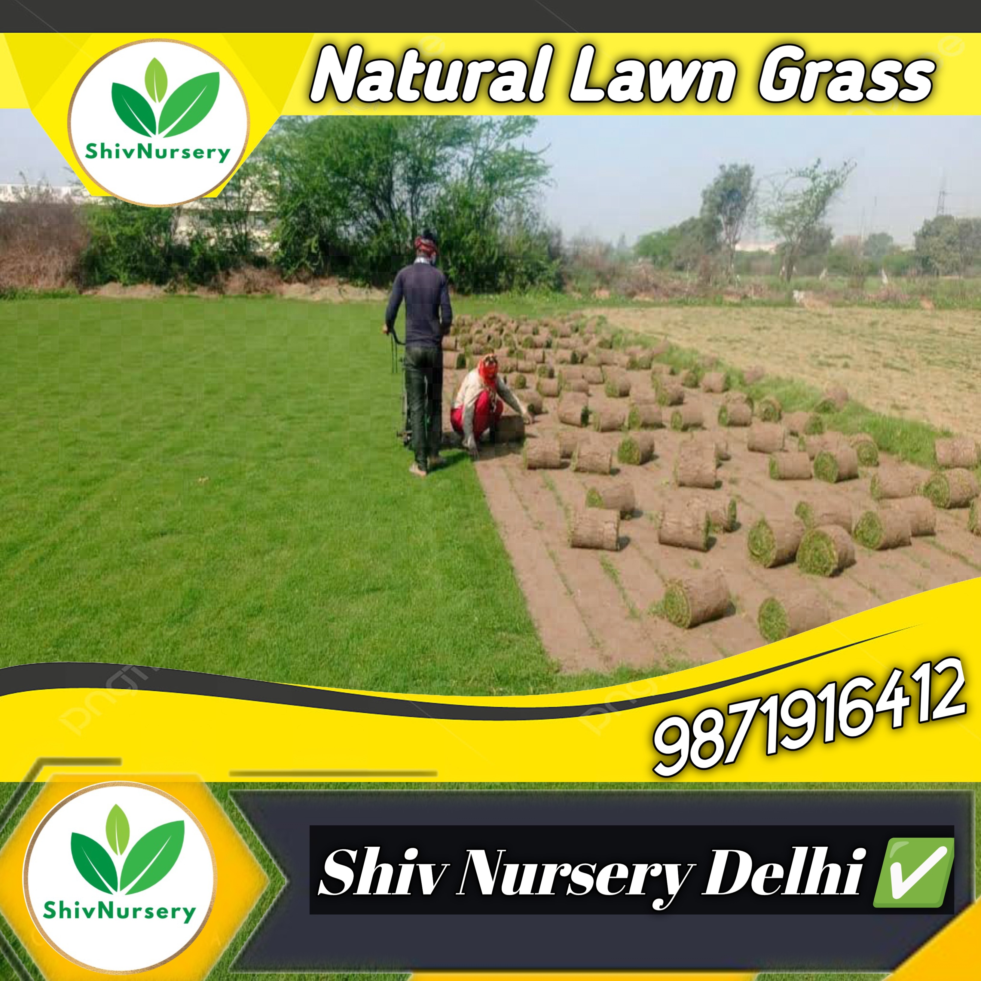 Natural Lawn Grass in Greater Kailash 2 Delhi
