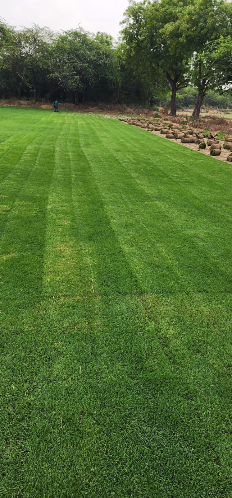 Indian Bermuda Grass