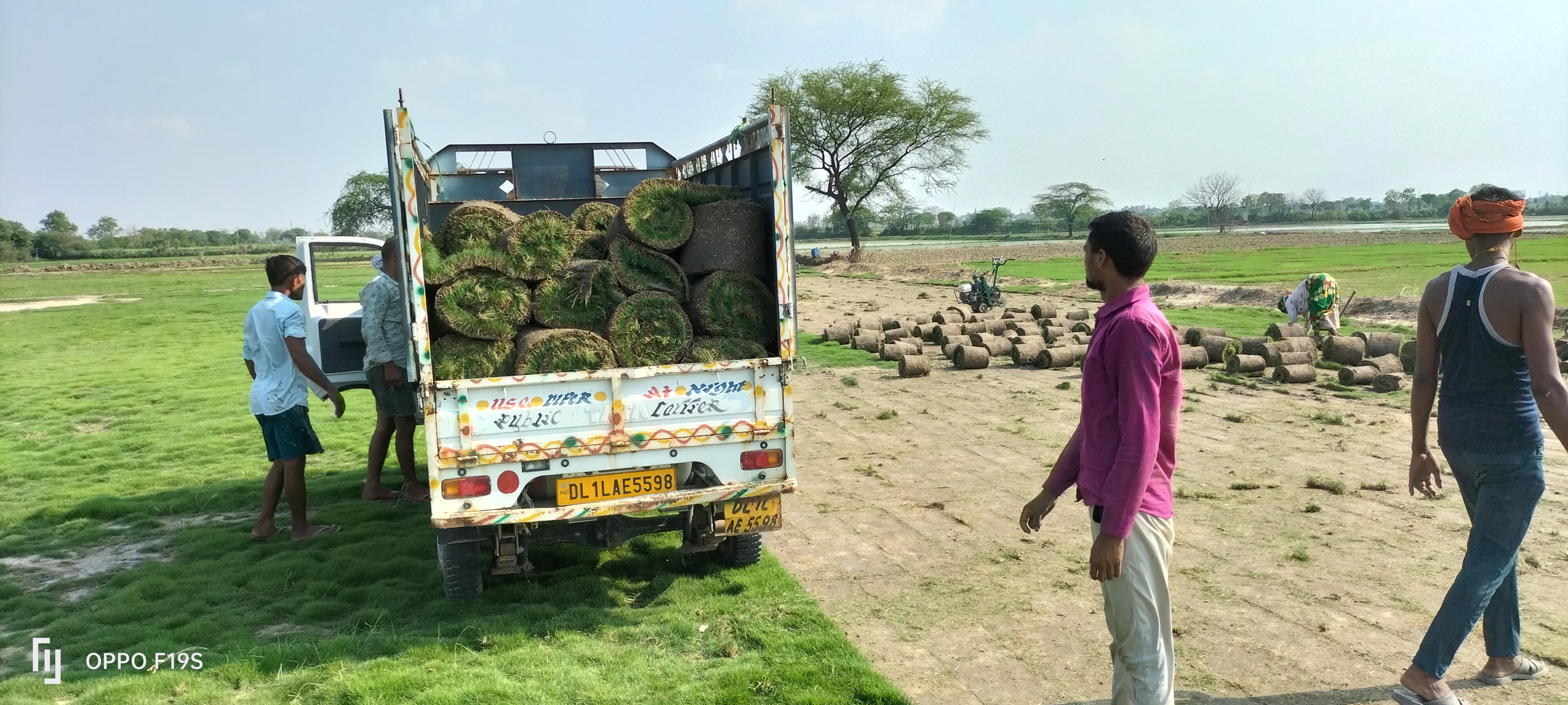 natural lawn grass Bhiwadi