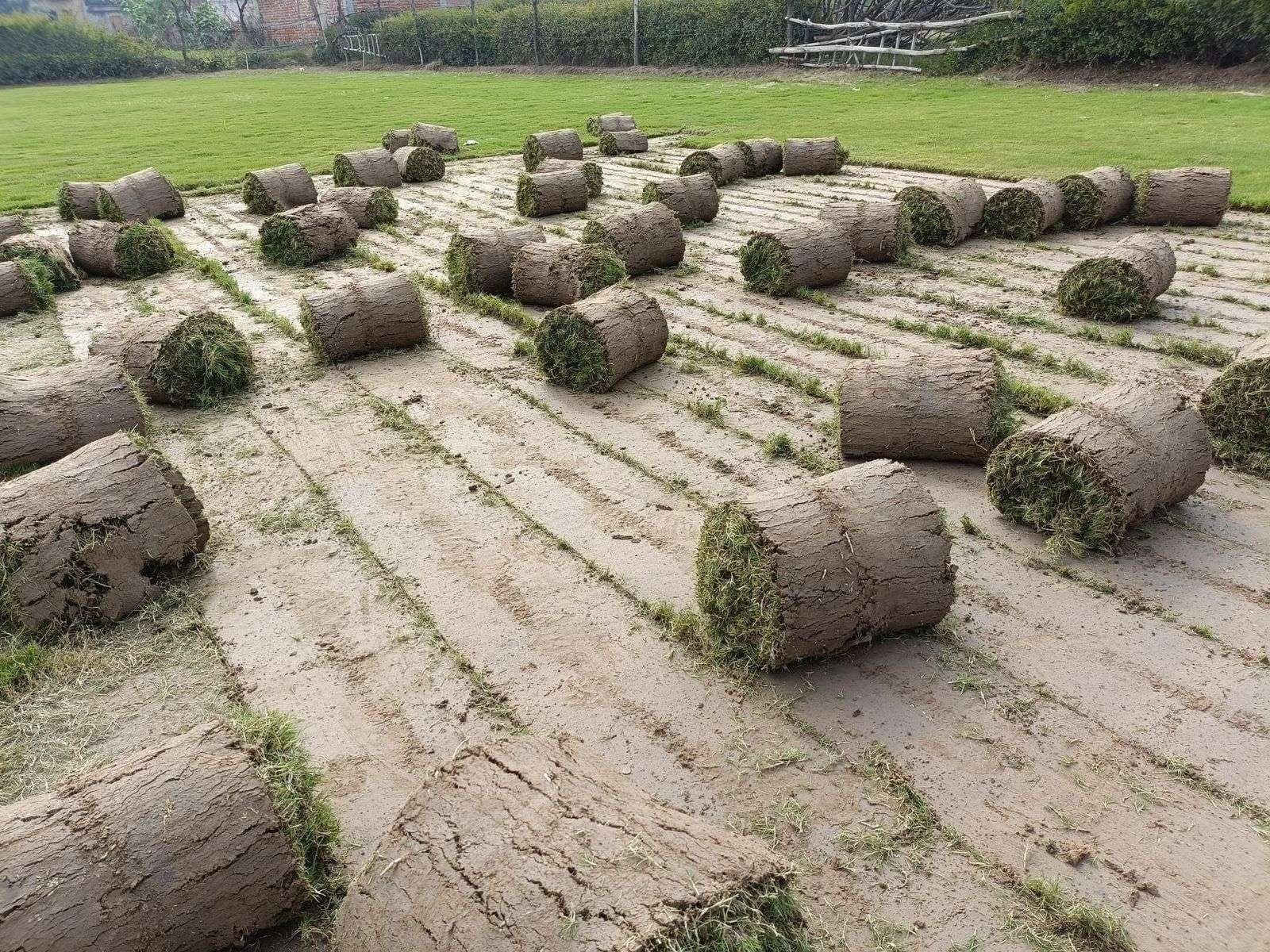 Natural Lawn Grass in Lajpat Nagar, Delhi from Best Wholesale Supplier at lowest Price