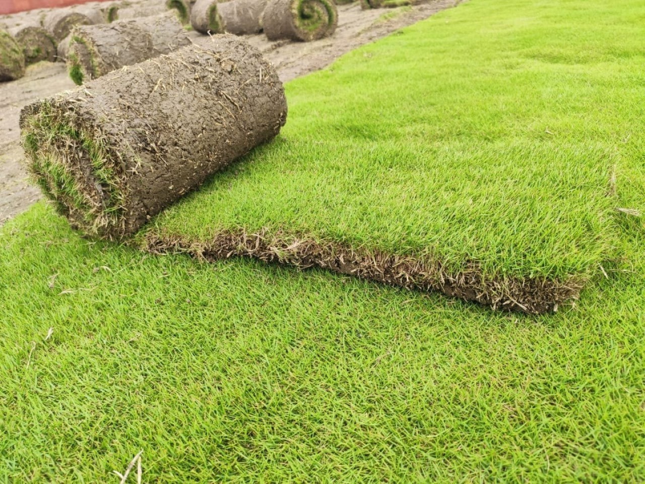 Carpet Grass Delhi - Lawn Grass