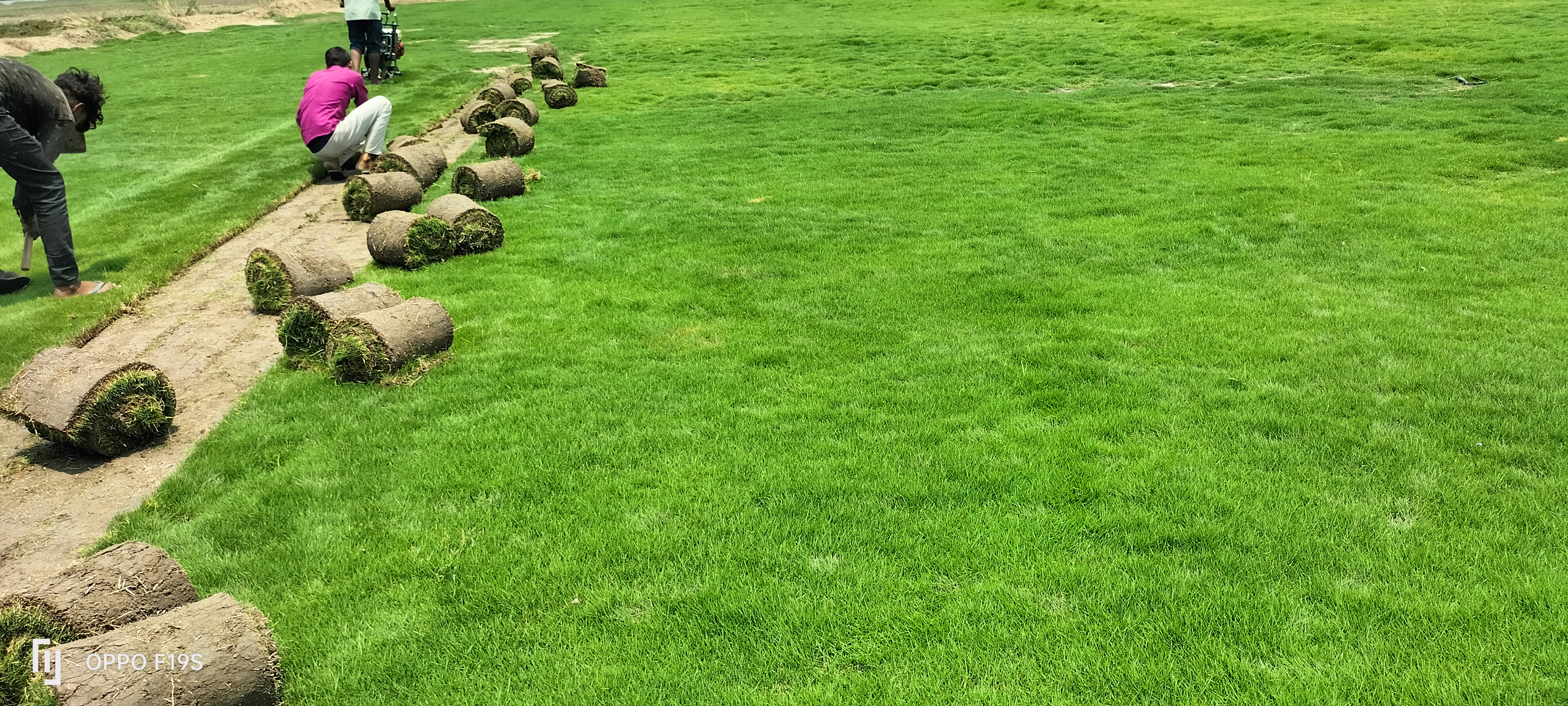 Natural Lawn Grass in Ghevra, Delhi Wholesale Natural Lawn Grass Lawn Grass Carpet Natural Lawn Grass Natural Lawn Grass Supplier Natural Grass in Bulk Natural Lawn Grass Wholesale Price