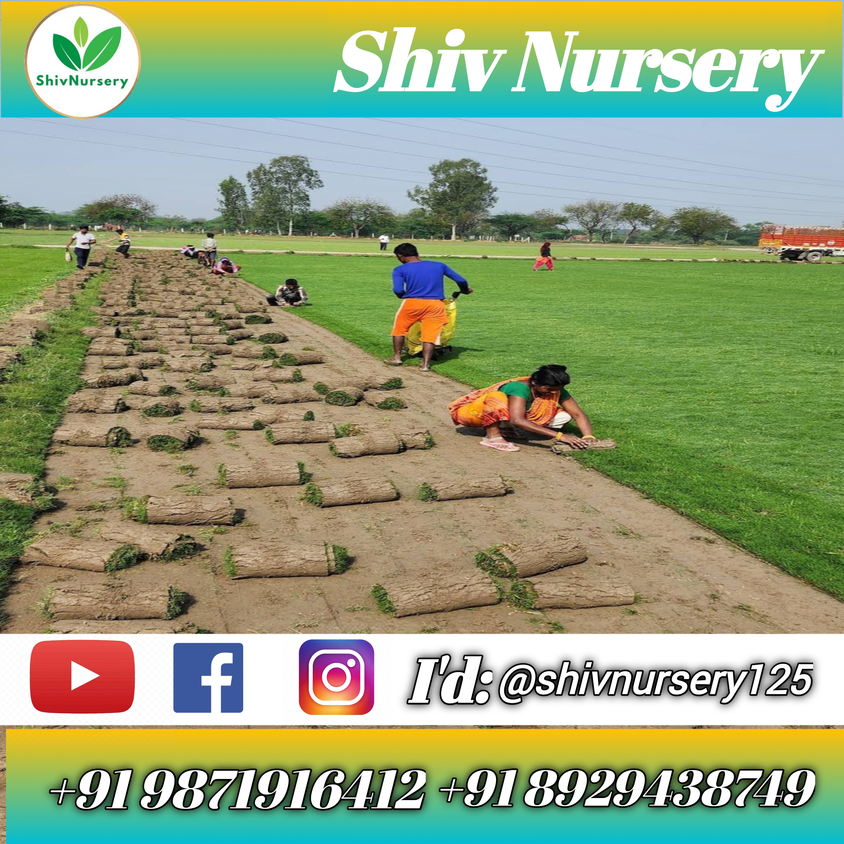 Natural Lawn Grass in Gaya Cantonment