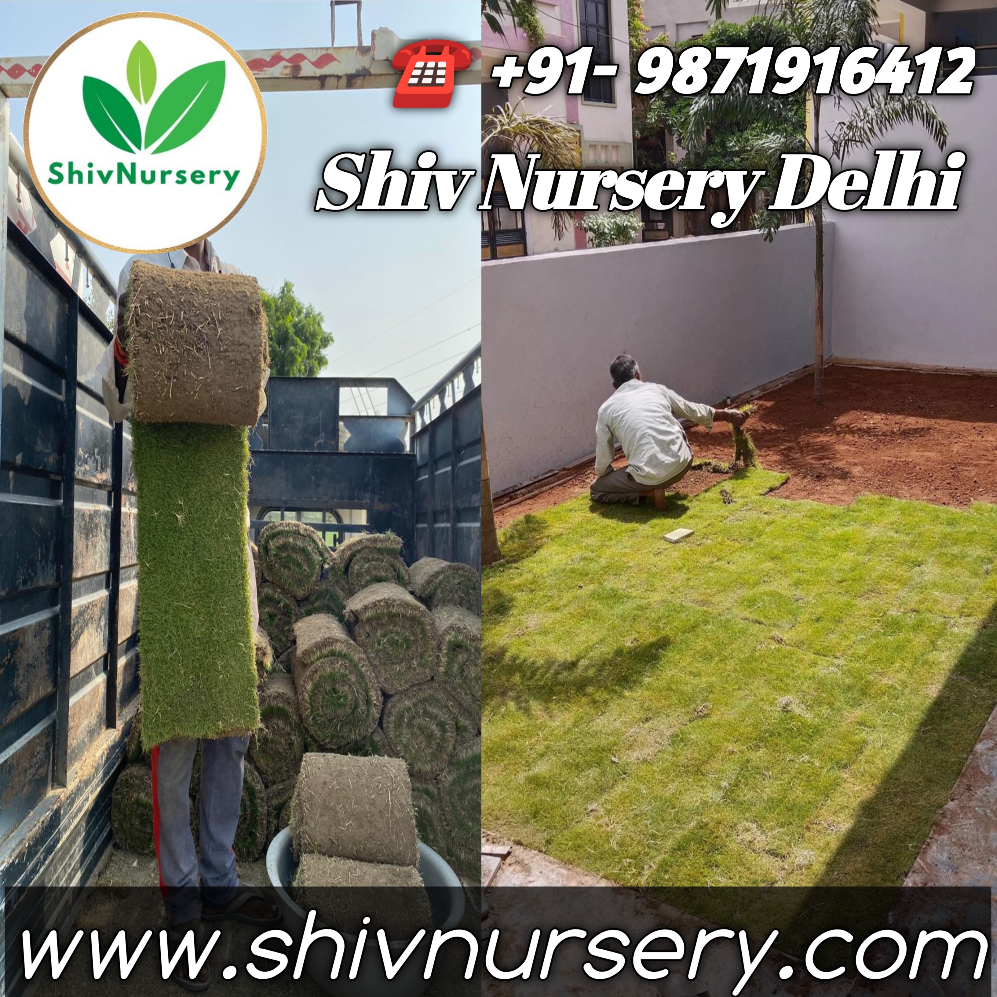 Carpet Grass Delhi - Lawn Grass