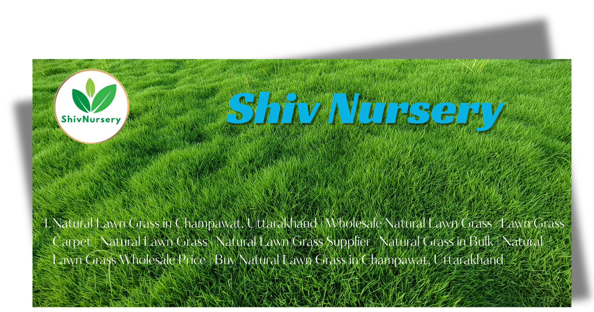 Natural Lawn Grass in Champawat, Uttarakhand | Wholesale Natural Lawn Grass | Lawn Grass Carpet | Natural Lawn Grass | Natural Lawn Grass Supplier | Natural Grass in Bulk | Natural Lawn Grass Wholesale Price | Buy Natural Lawn Grass in Champawat, 