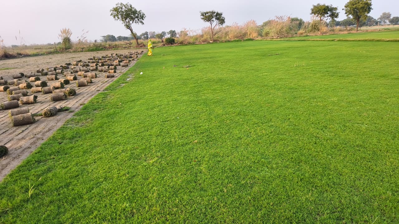 Natural Lawn Grass in Indore