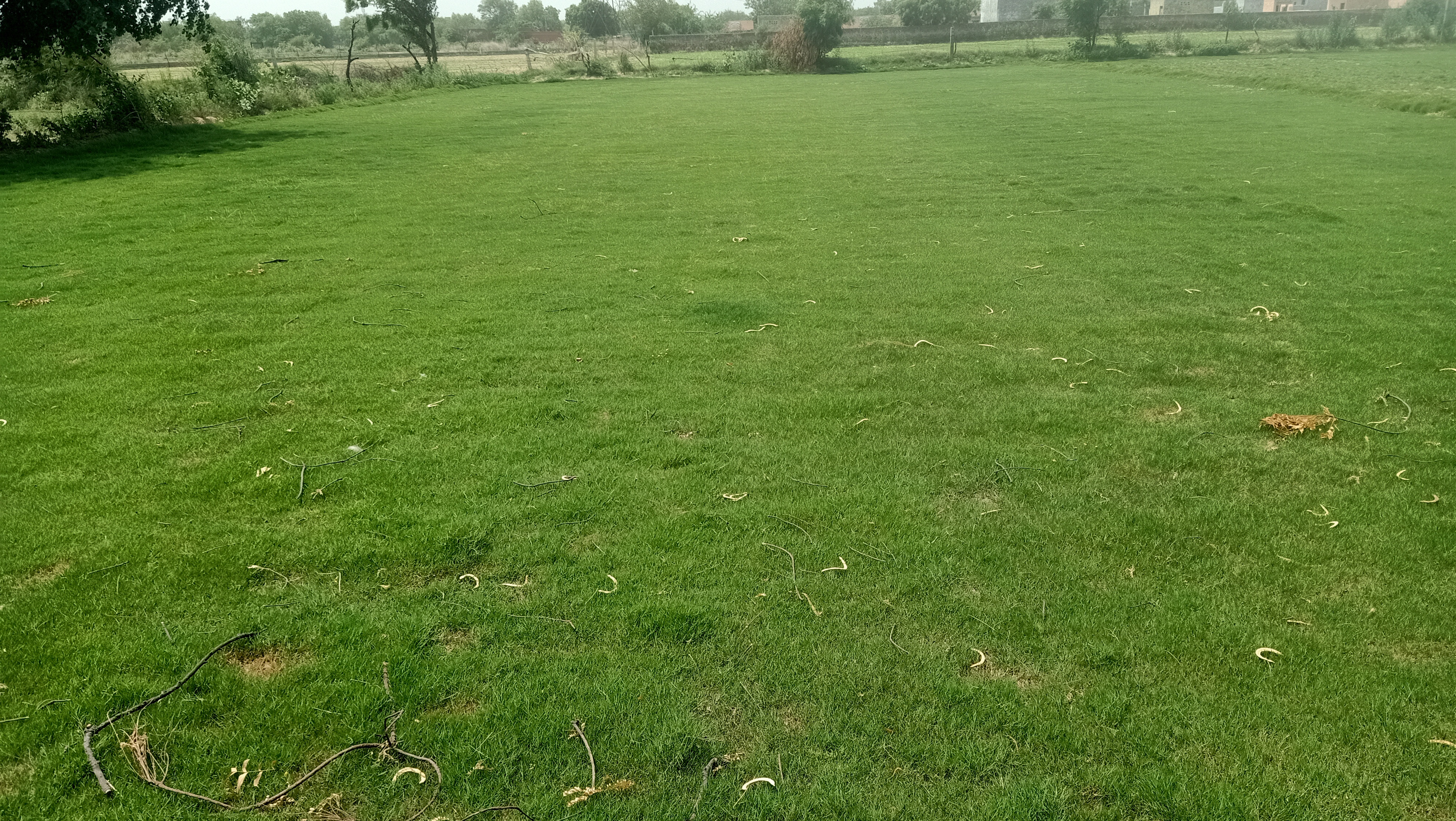 Natural Turf Grass Fresh Lawn Grass Delivery in Delhi