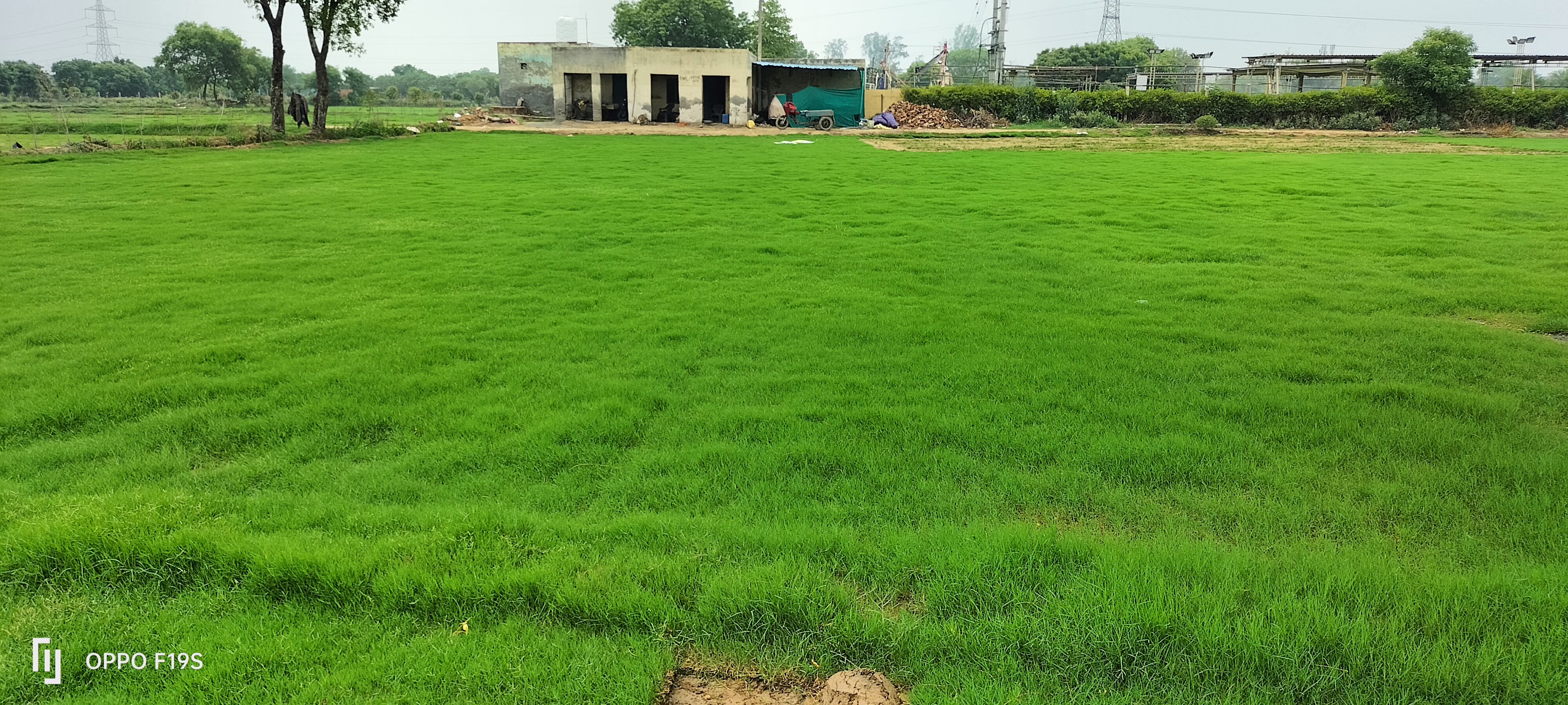 Natural Lawn Grass in Ghevra, Delhi Wholesale Natural Lawn Grass Lawn Grass Carpet Natural Lawn Grass Natural Lawn Grass Supplier Natural Grass in Bulk Natural Lawn Grass Wholesale Price