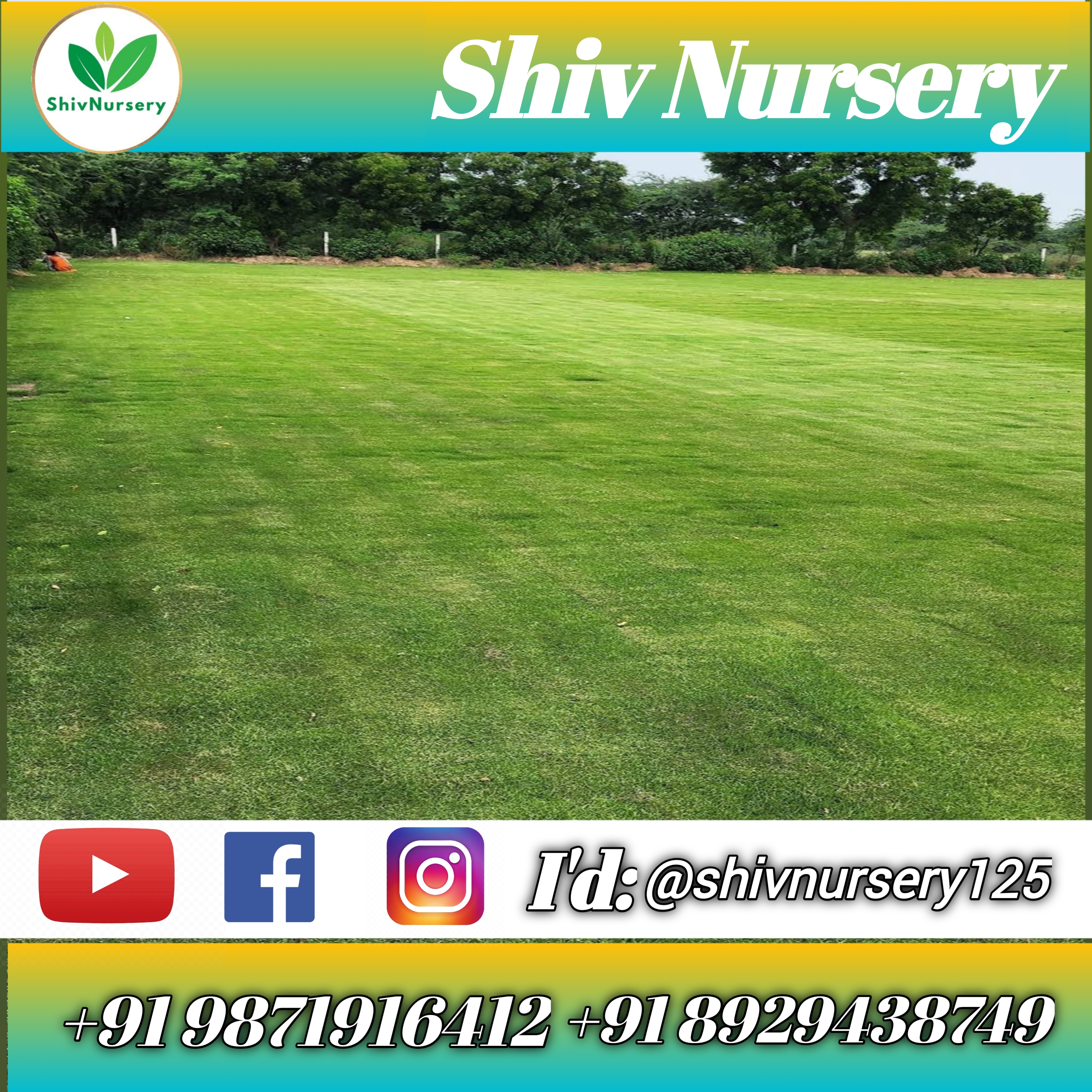 Natural Lawn Grass in Badamibagh Cantonment