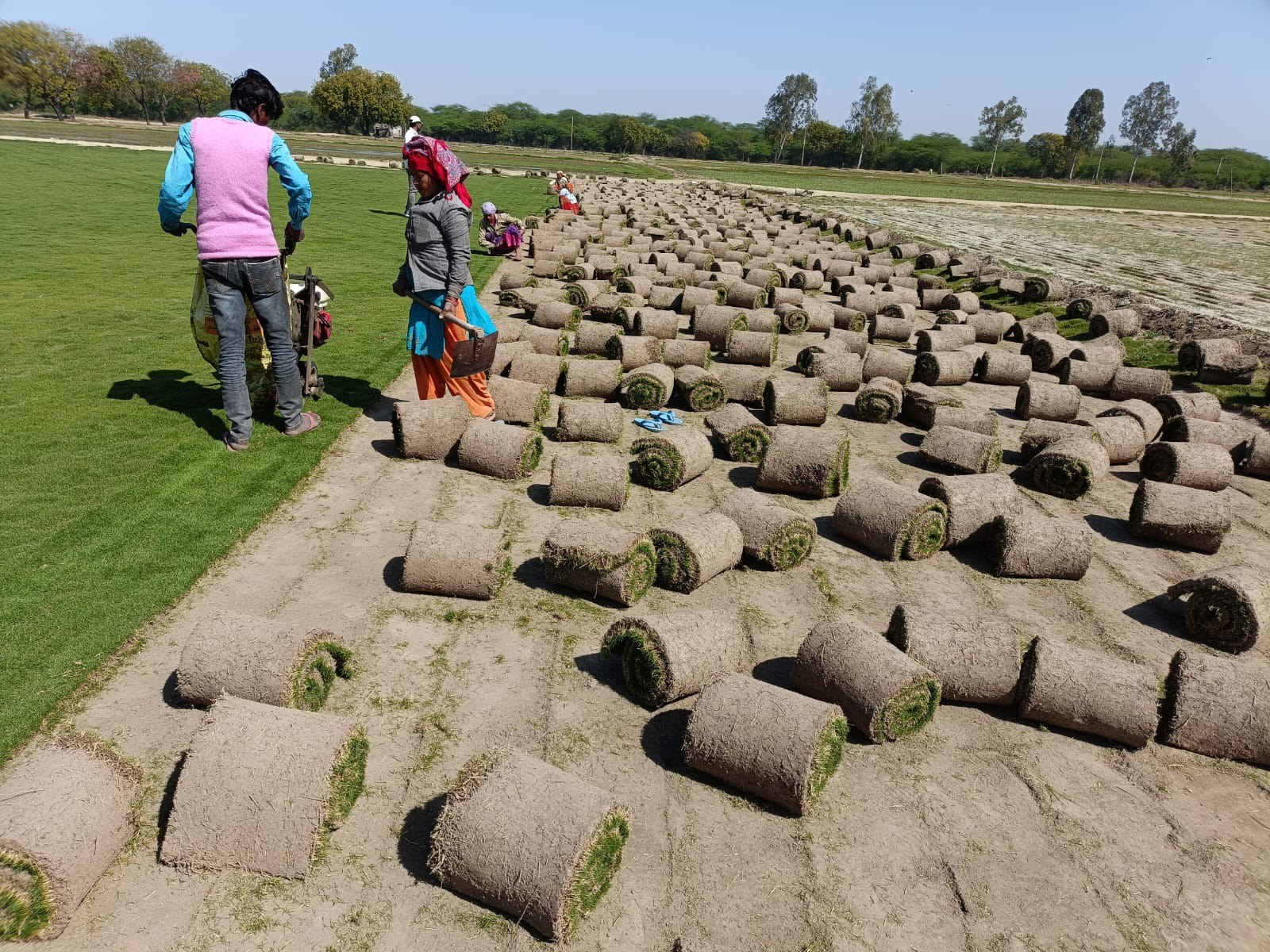 natural lawn grass Bikaner 