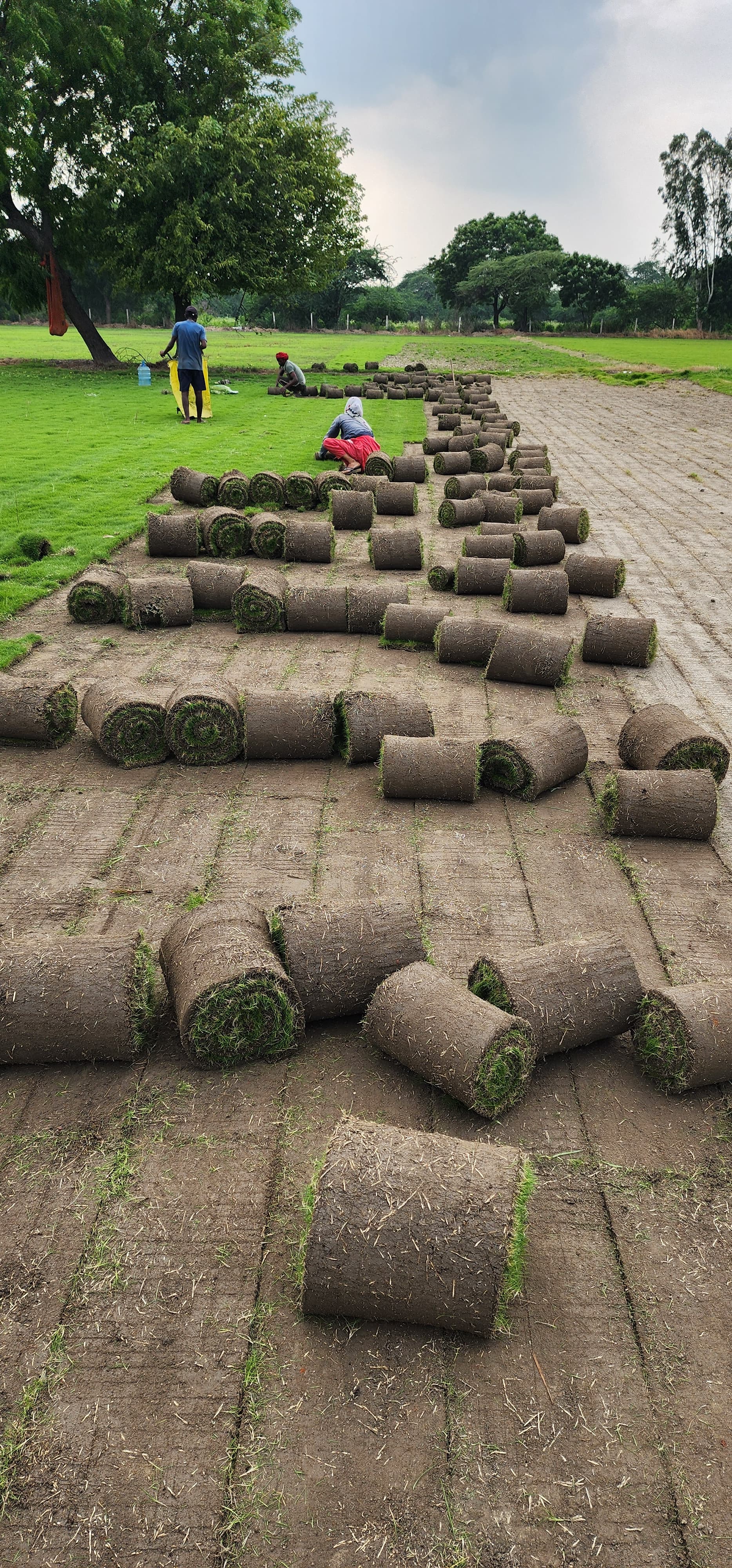 Natural Lawn Grass in Pitampura Delhi