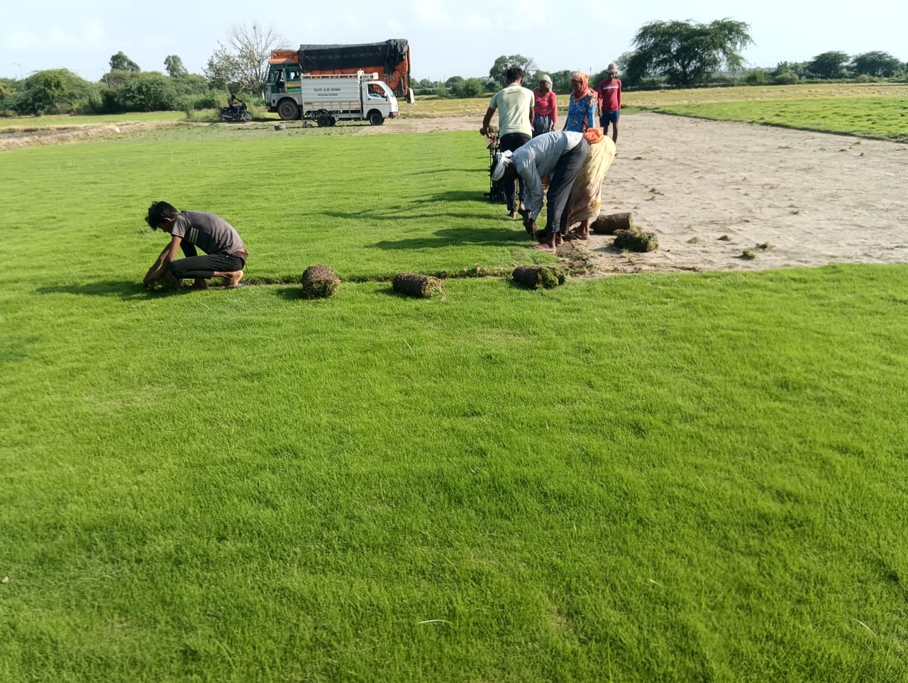 Natural Lawn Grass in Mayur Vihar Delhi