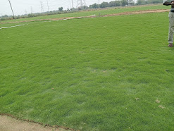 Evergreen Lawn Turf Natural Lawn Grass for Home & Garden