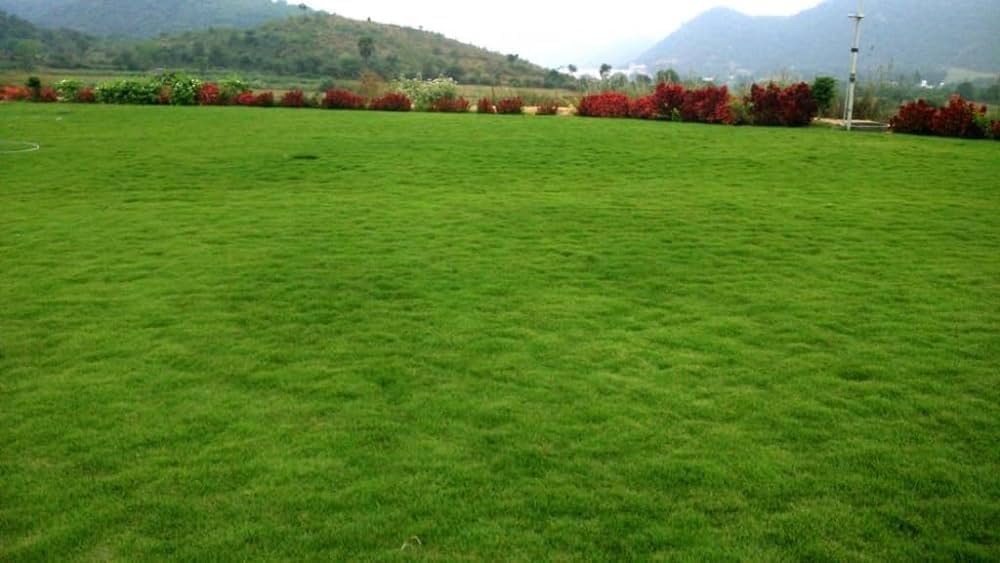 Natural Lawn Grass in Pathankot Cantonment