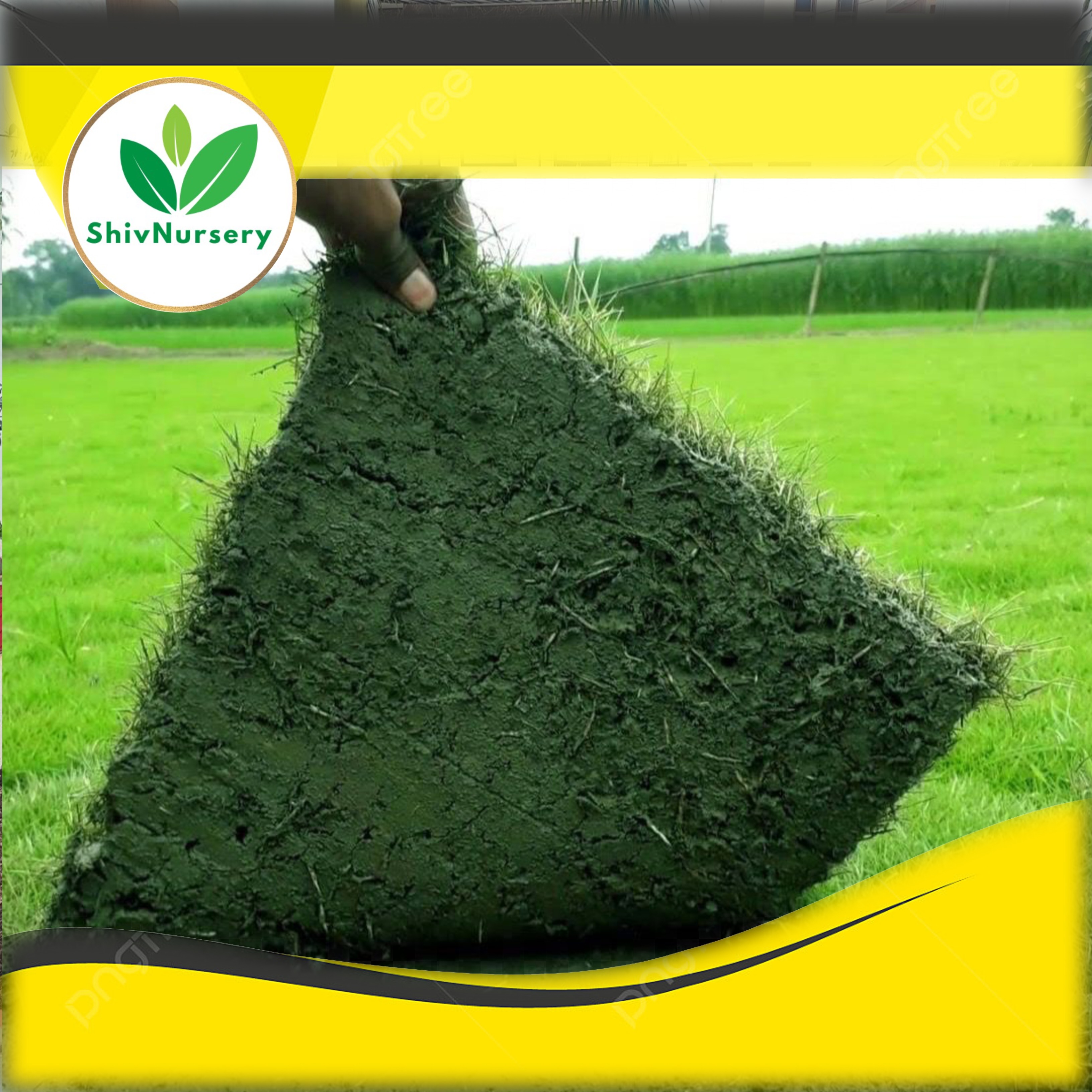 Natural Grass Faridabad