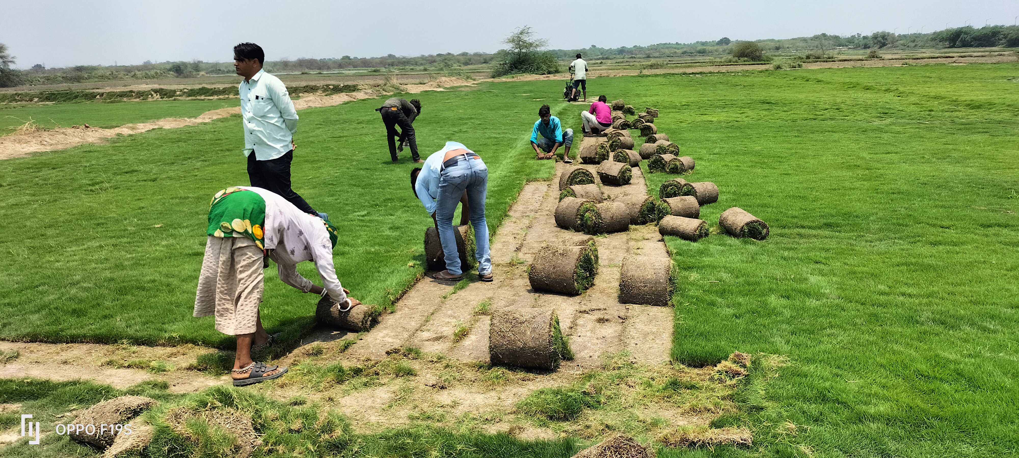 natural lawn grass Bhiwadi