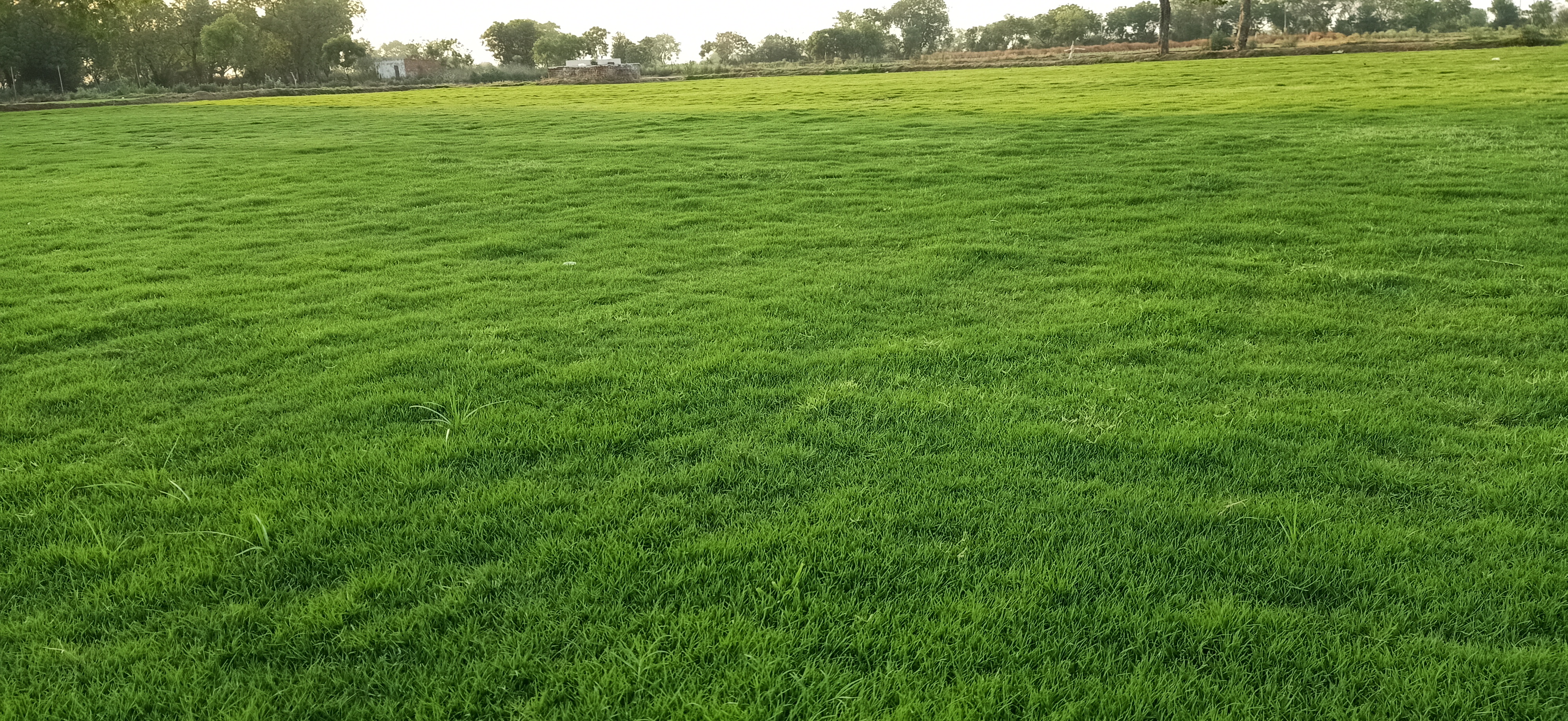 Natural Lawn Grass in Ambala Cantonment