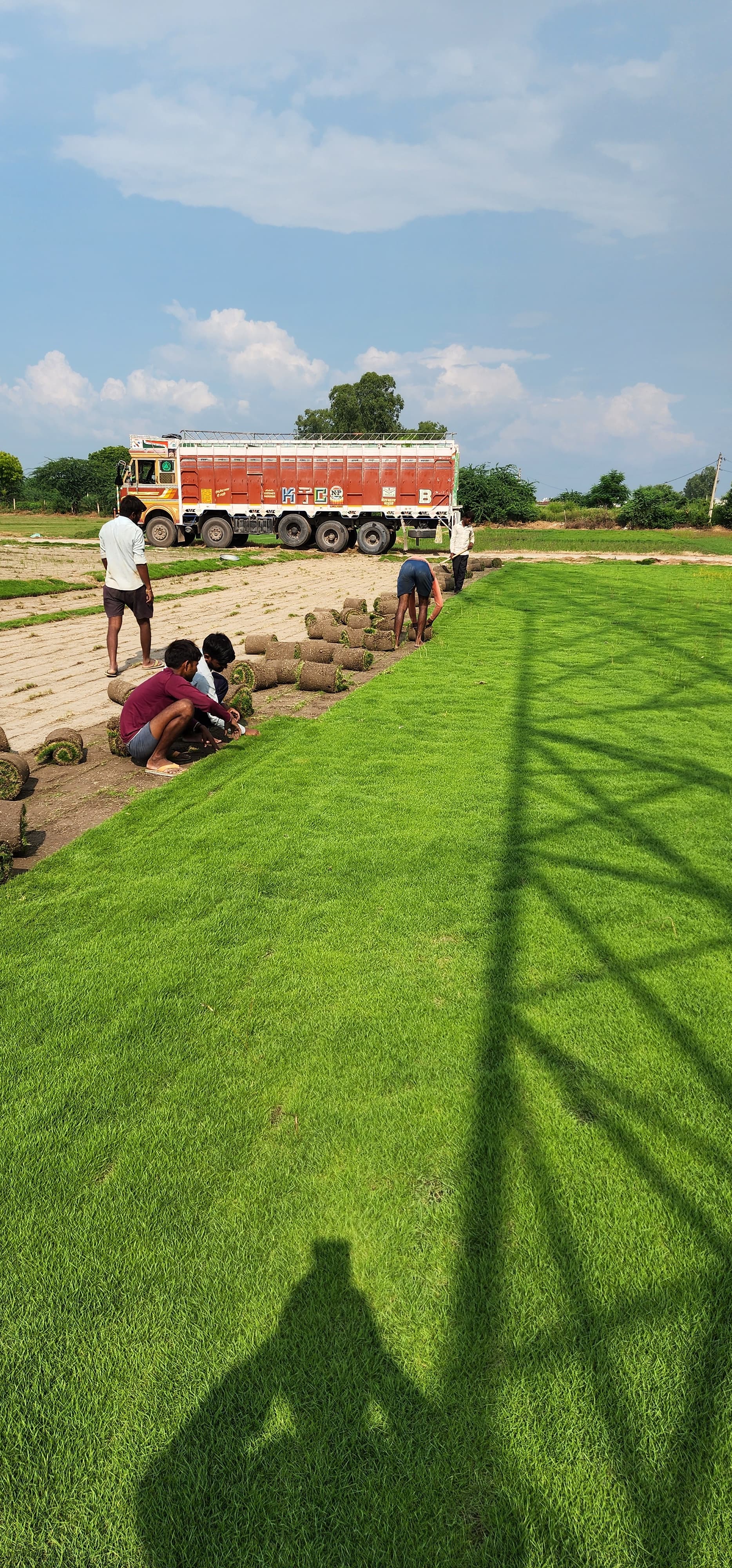 Natural Lawn Grass in Pitampura Delhi