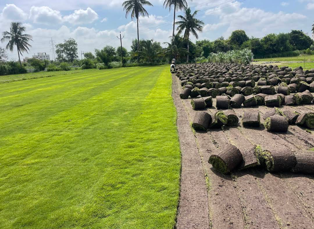 natural lawn grass Bikaner
