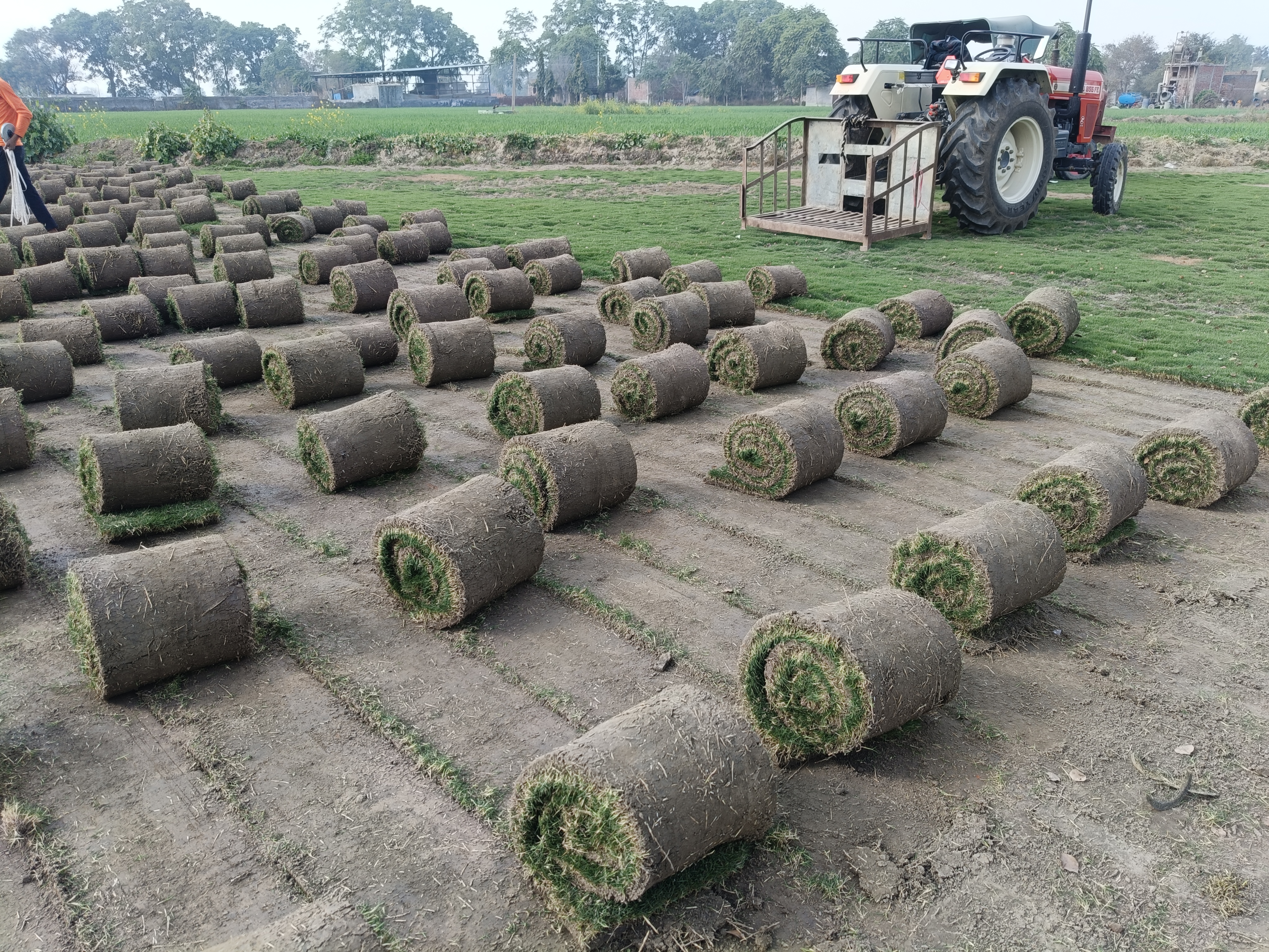 Natural Lawn Grass in Banswara Rajasthan