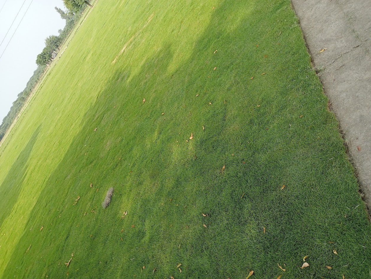 Natural Lawn Grass in Pathankot Cantonment