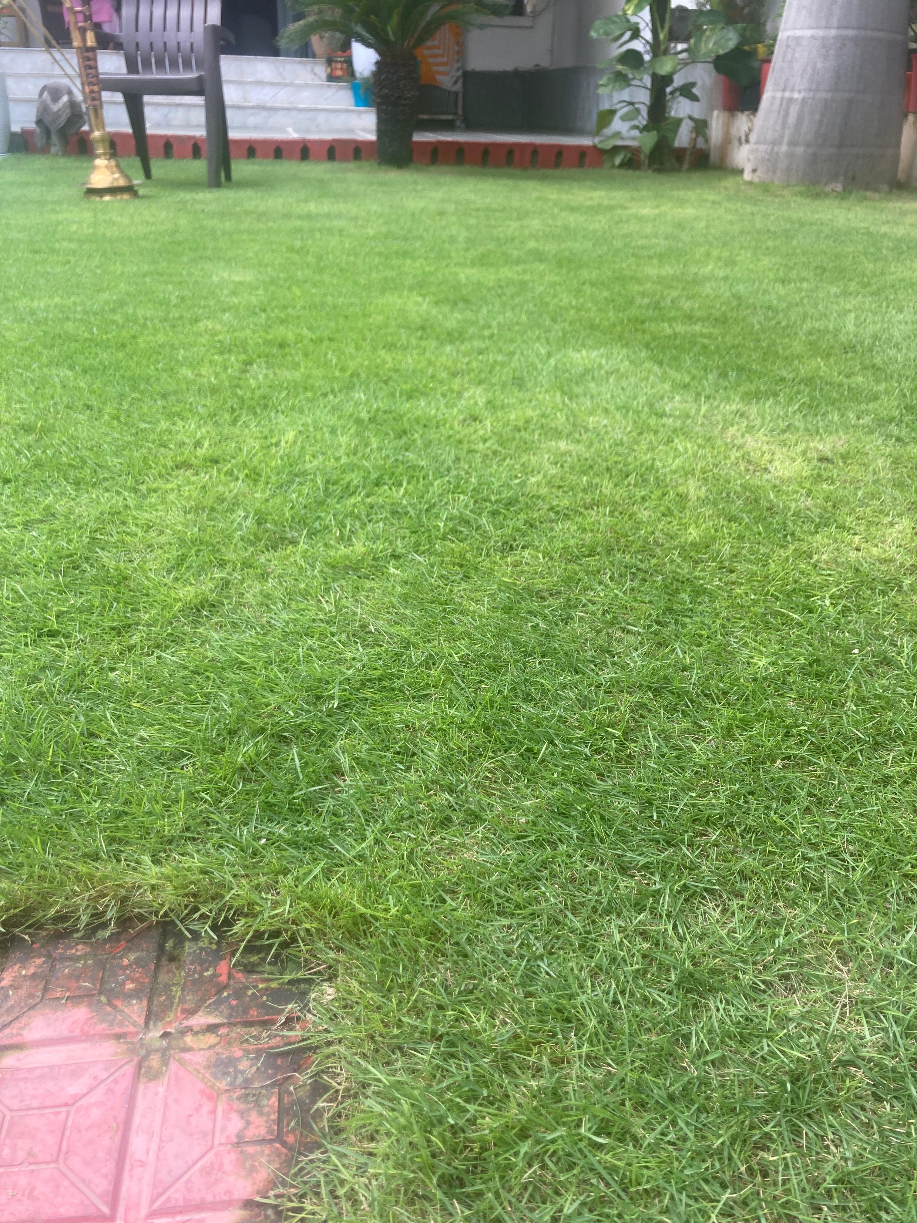 Natural Lawn Grass in Mandawali, Delhi | Wholesale Natural Lawn Grass | Lawn Grass Carpet | Natural Lawn Grass | Natural Lawn Grass Supplier | Natural Grass in Bulk | Natural Lawn Grass Wholesale Price