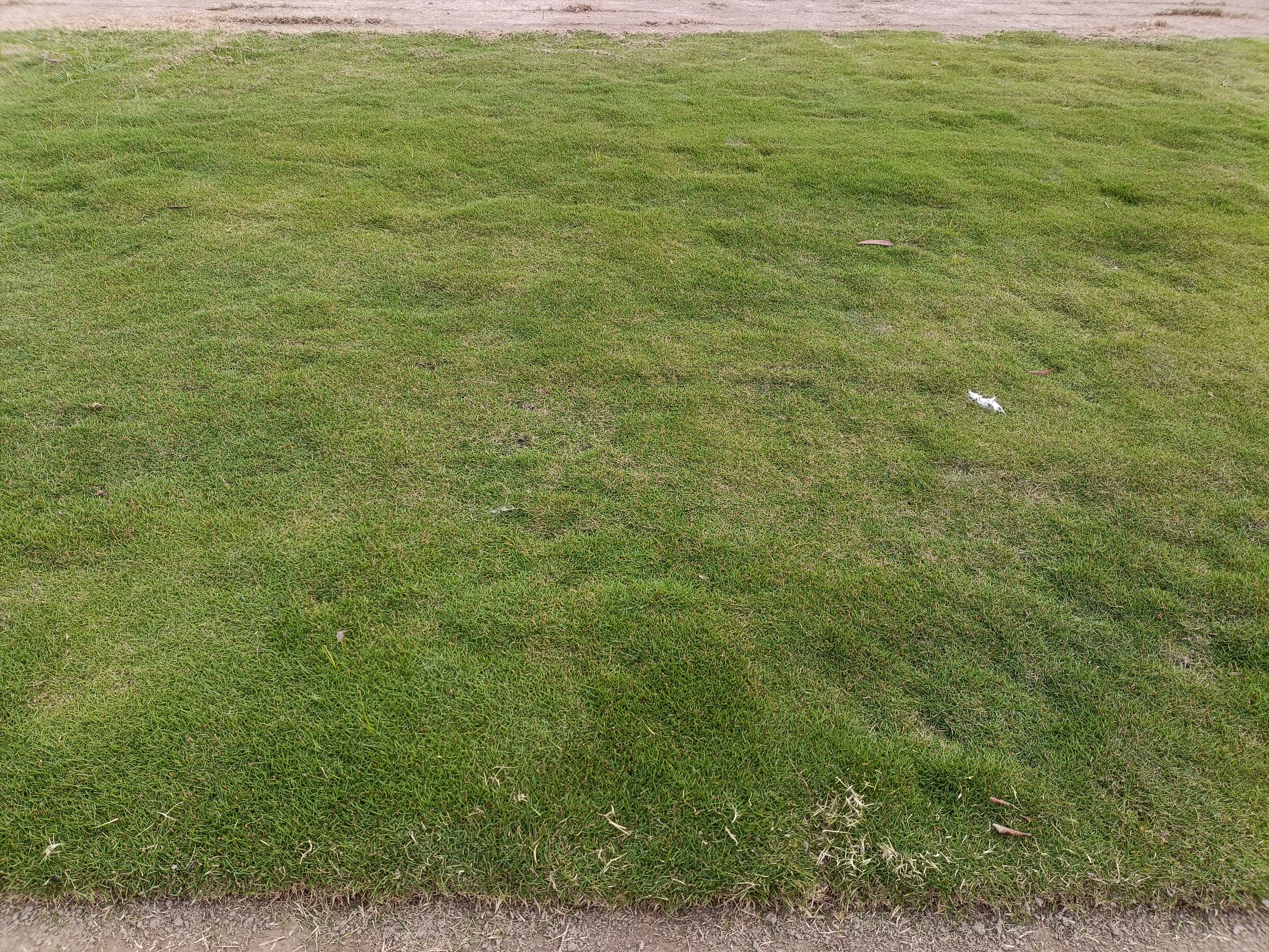 Home Lawn Grass Natural Lawn Grass for Home & Garden